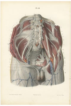 The Lumbar Plexus and the Groin, Antique Hirschfeld Anatomy Print, 1866
