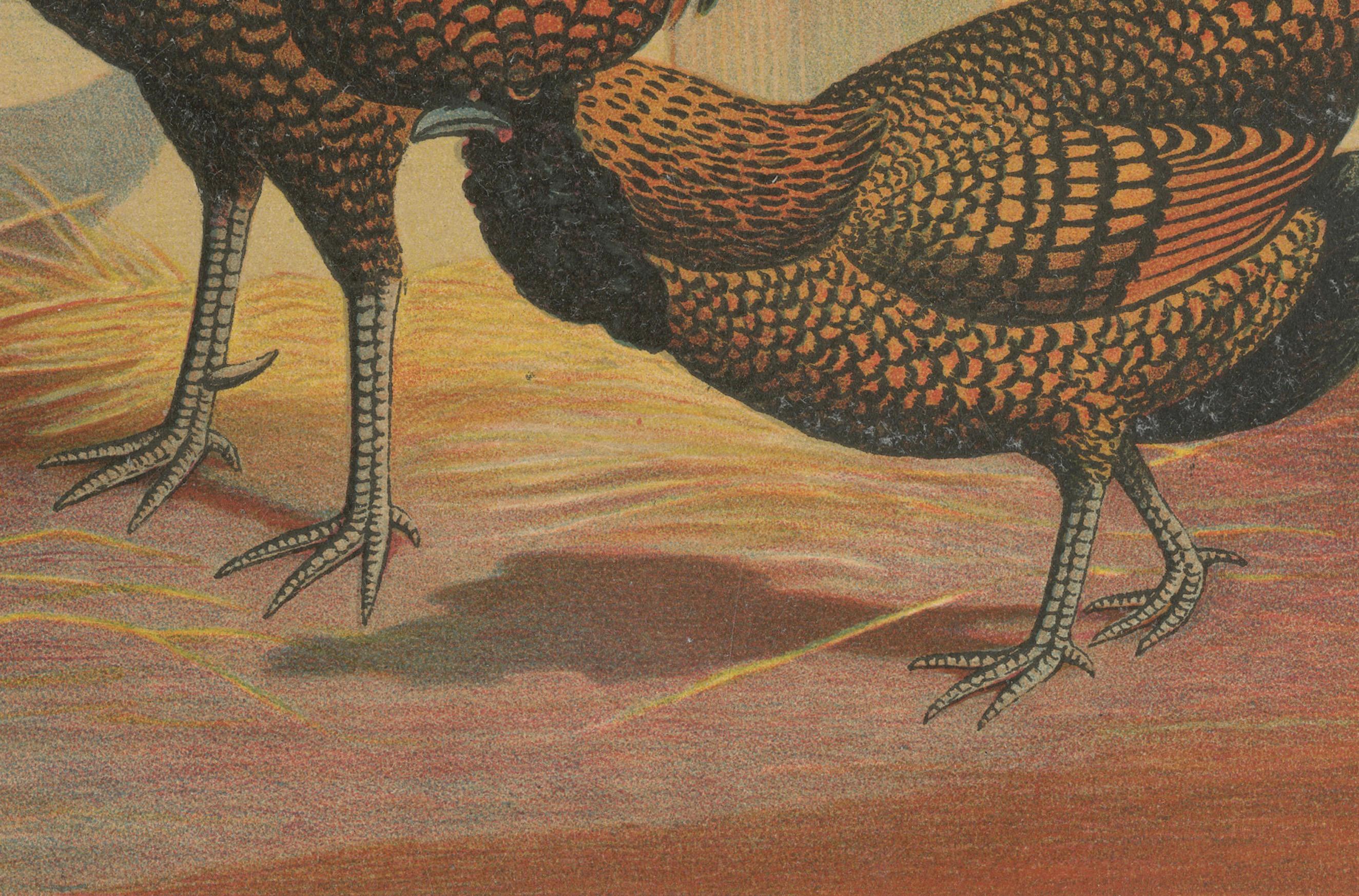 Das prächtige goldene polnische Huhn - eine seltene Geflügellithographie aus dem 19.  

Diese eindrucksvolle Chromolithografie aus dem 19. Jahrhundert zeigt ein Paar Goldene Polnische Hühner, eine Zierrasse, die für ihren extravaganten Federkamm,