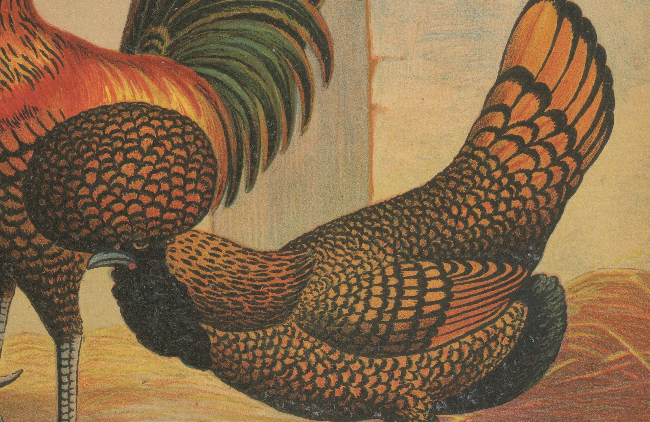 The Magnificent Golden Polish Chicken - A Rare 19th Century Poultry Lithograph im Zustand „Gut“ im Angebot in Langweer, NL