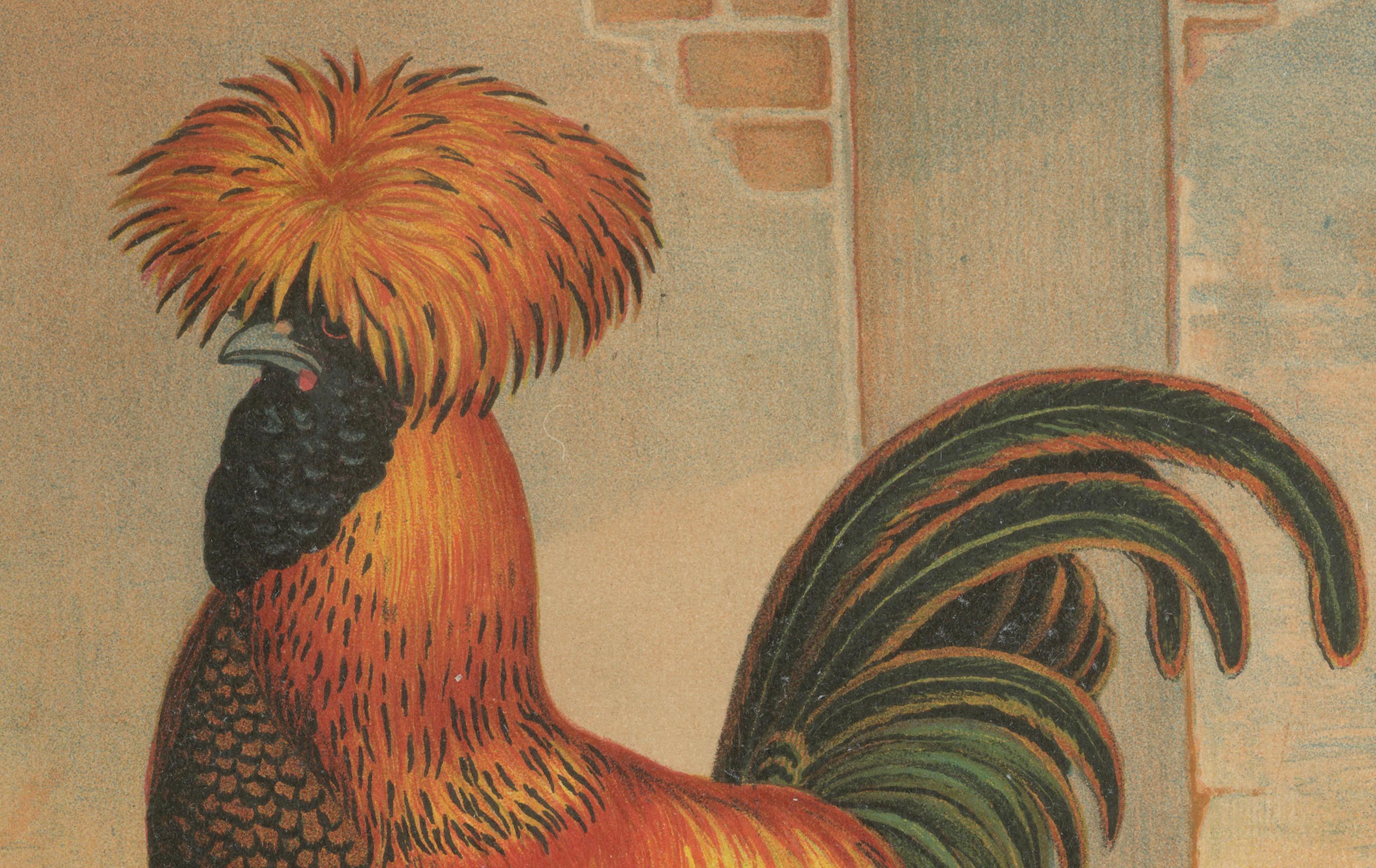 The Magnificent Golden Polish Chicken - A Rare 19th Century Poultry Lithograph (Spätes 19. Jahrhundert) im Angebot