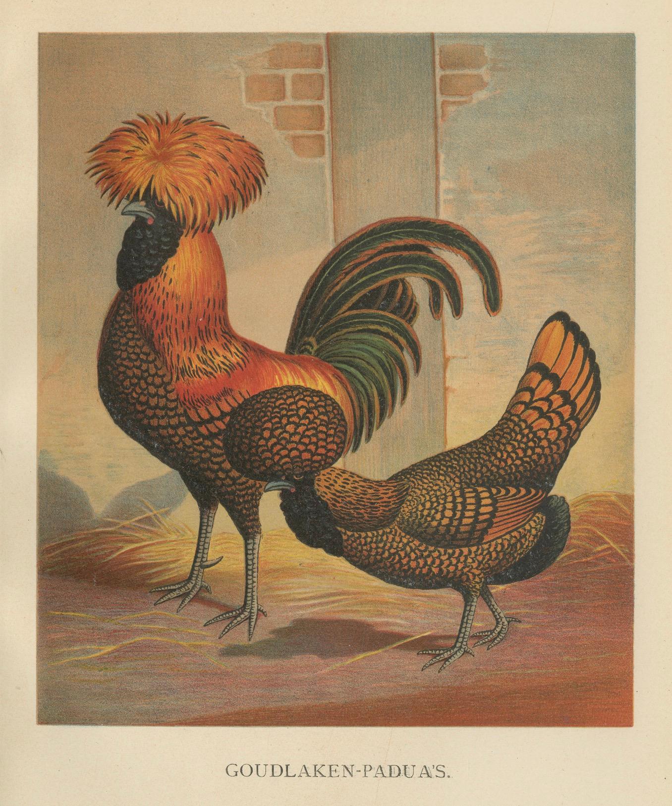 The Magnificent Golden Polish Chicken - A Rare 19th Century Poultry Lithograph (Papier) im Angebot