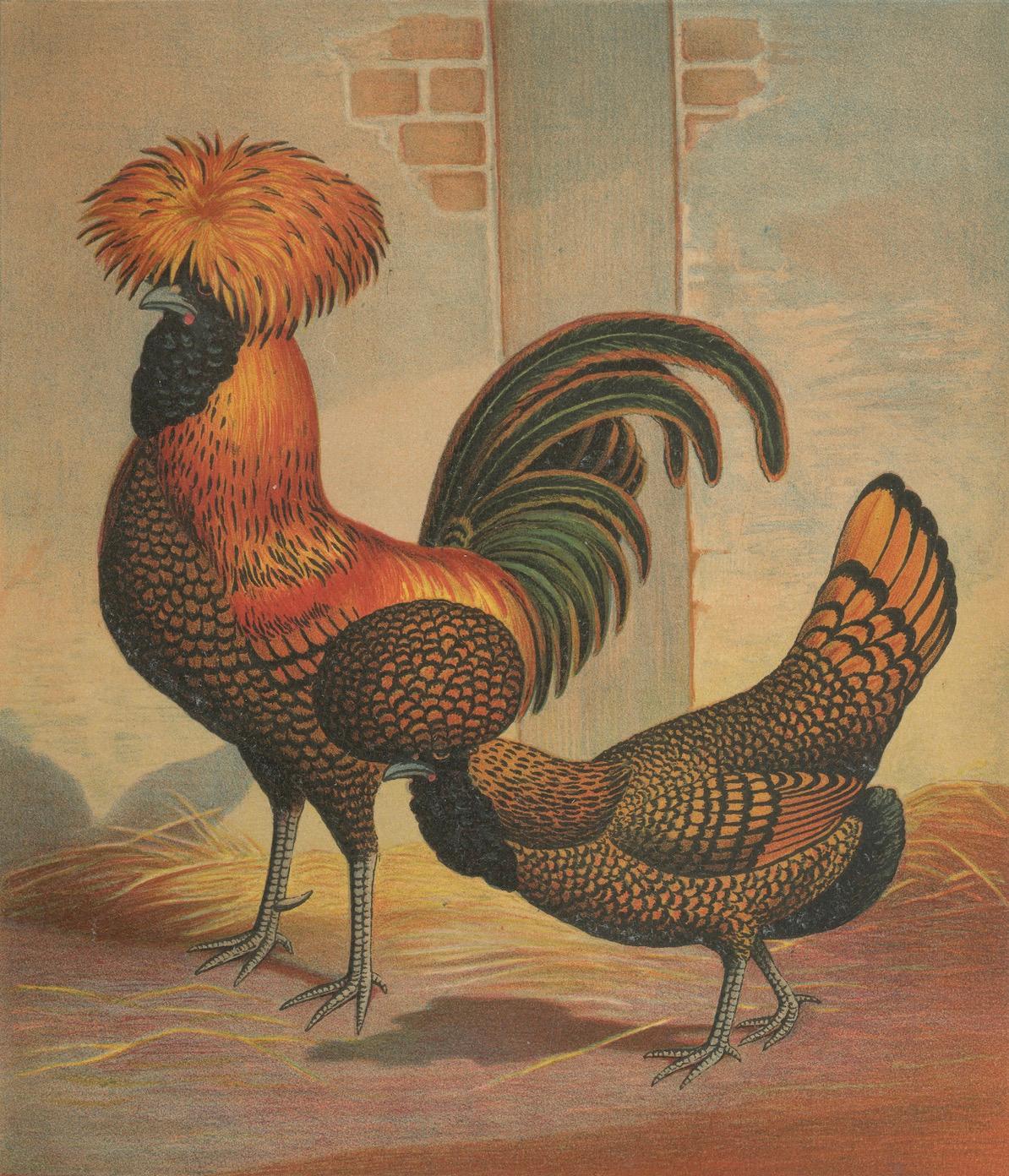 The Magnificent Golden Polish Chicken - A Rare 19th Century Poultry Lithograph im Angebot 1