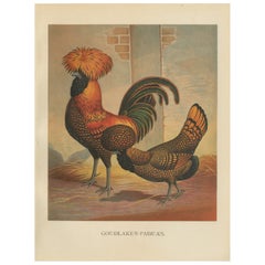 The Magnificent Golden Polish Chicken - A Rare 19th Century Poultry Lithograph