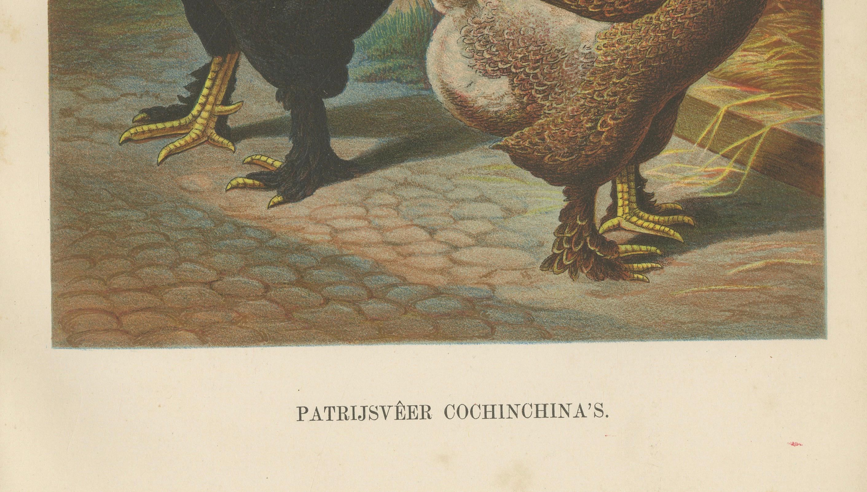 Das prächtige Rebhuhn Cochinchina Eine seltene Geflügellithographie aus dem 19.  

Diese atemberaubende Chromolithografie aus dem 19. Jahrhundert zeigt ein Paar Partridge Cochinchina-Hühner, eine beeindruckende und hoch geschätzte Rasse, die für