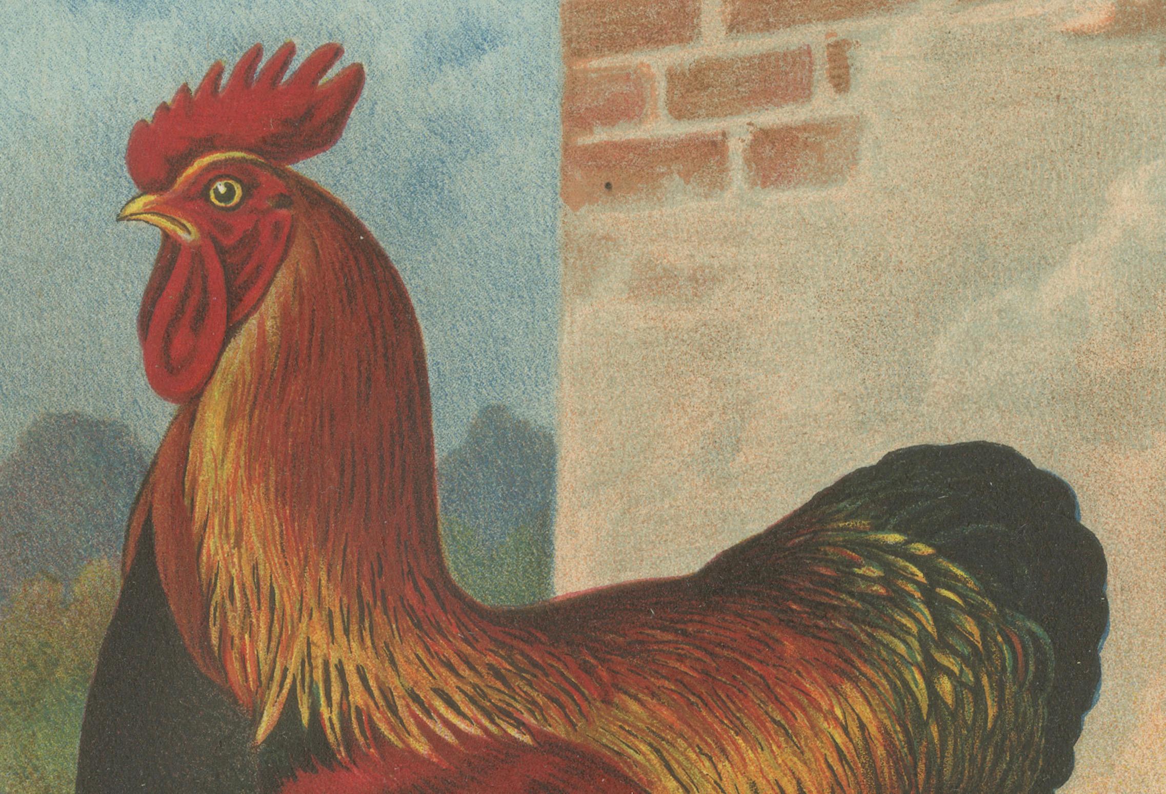 The Magnificent Partridge Cochinchina - A Rare 19th Century Poultry Lithograph (Spätes 19. Jahrhundert) im Angebot