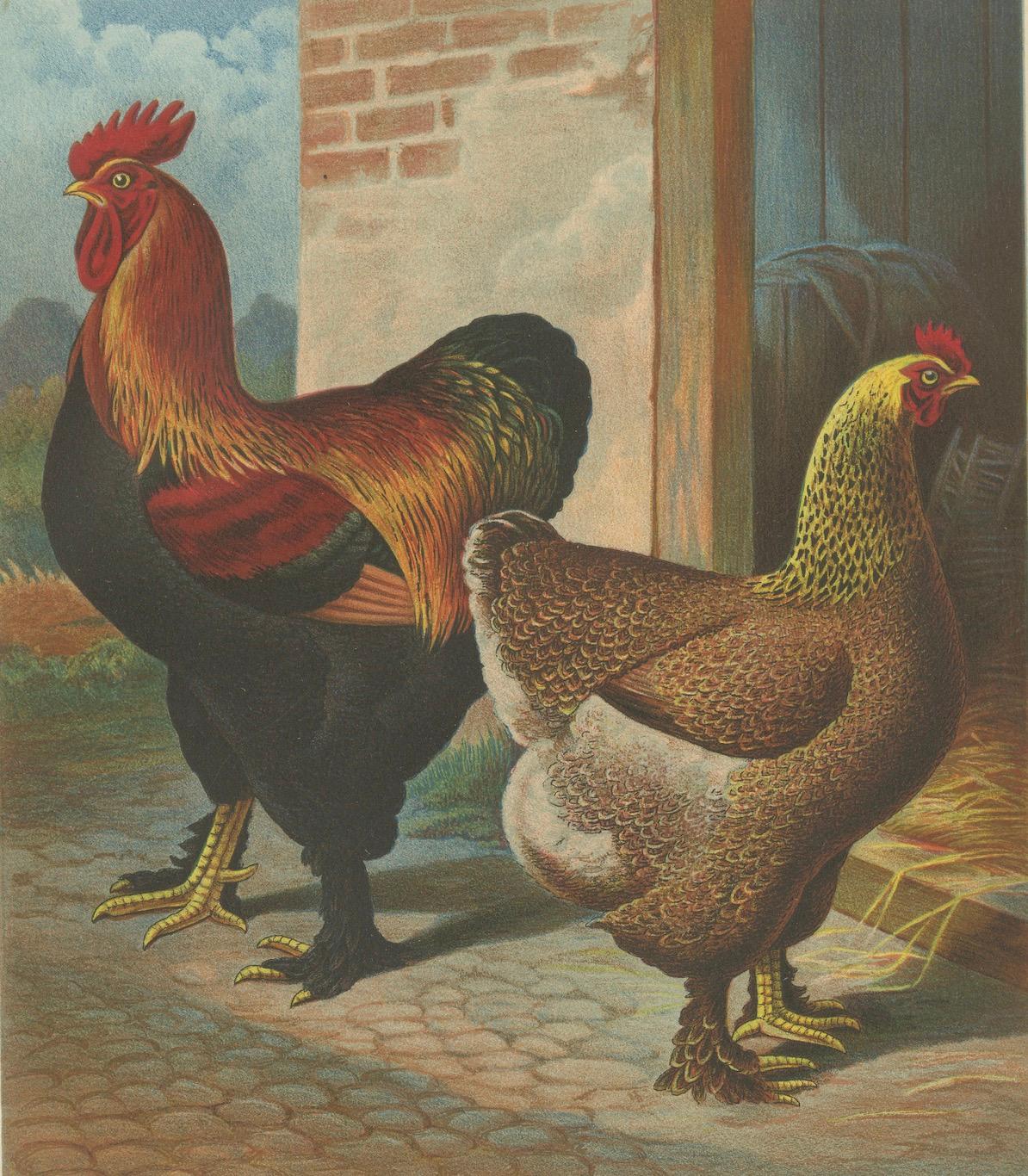 The Magnificent Partridge Cochinchina - A Rare 19th Century Poultry Lithograph (Papier) im Angebot