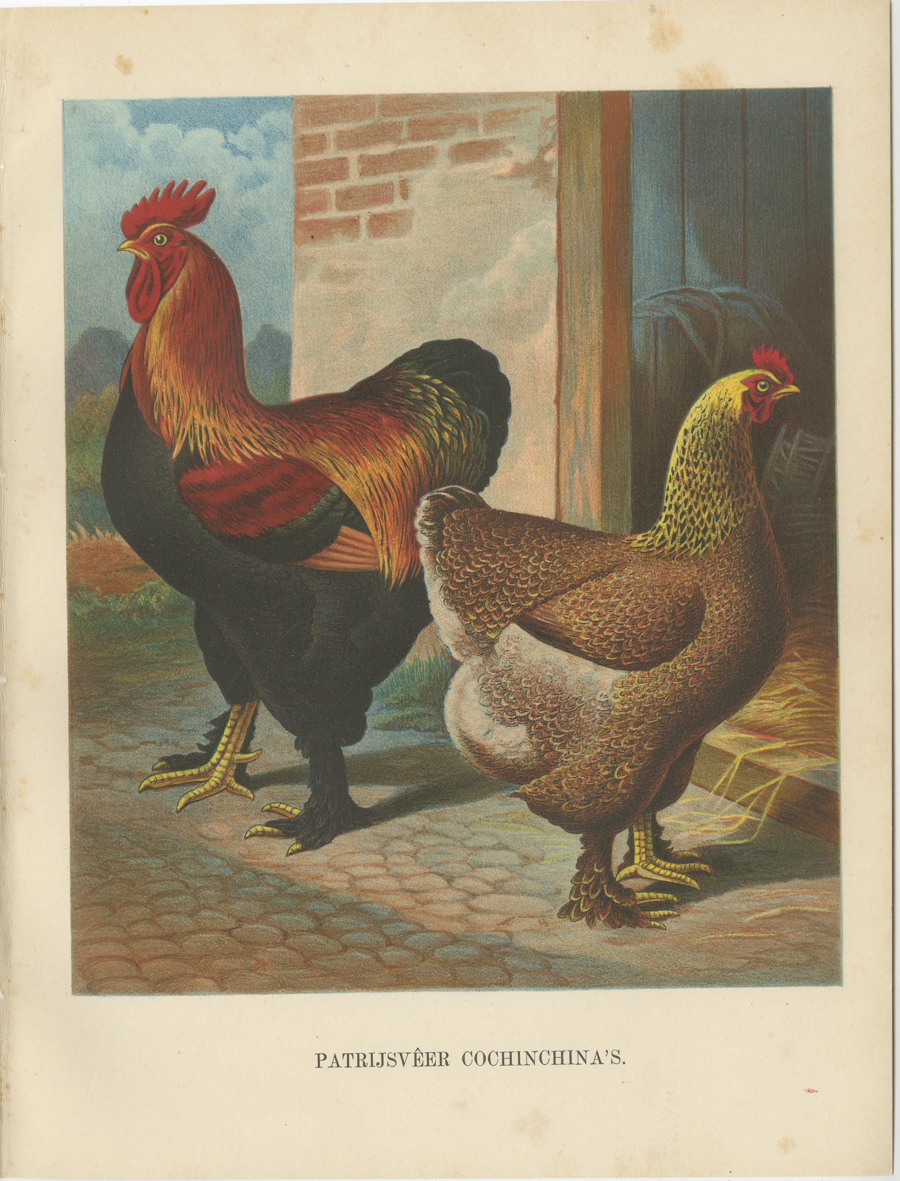 The Magnificent Partridge Cochinchina - A Rare 19th Century Poultry Lithograph im Angebot 1