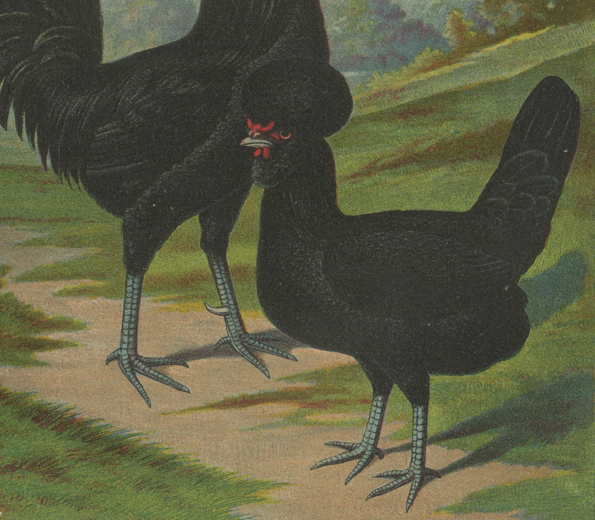 The Majestic Crèvecœur A Rare 19th Century Poultry Lithograph  

This striking 19th century chromolithograph showcases a pair of Crèvecœur chickens, a rare and noble French breed known for its dramatic crest, deep black plumage, and rich culinary