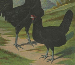 The Majestic Crèvecœur - A Rare 19th Century Poultry Lithograph
