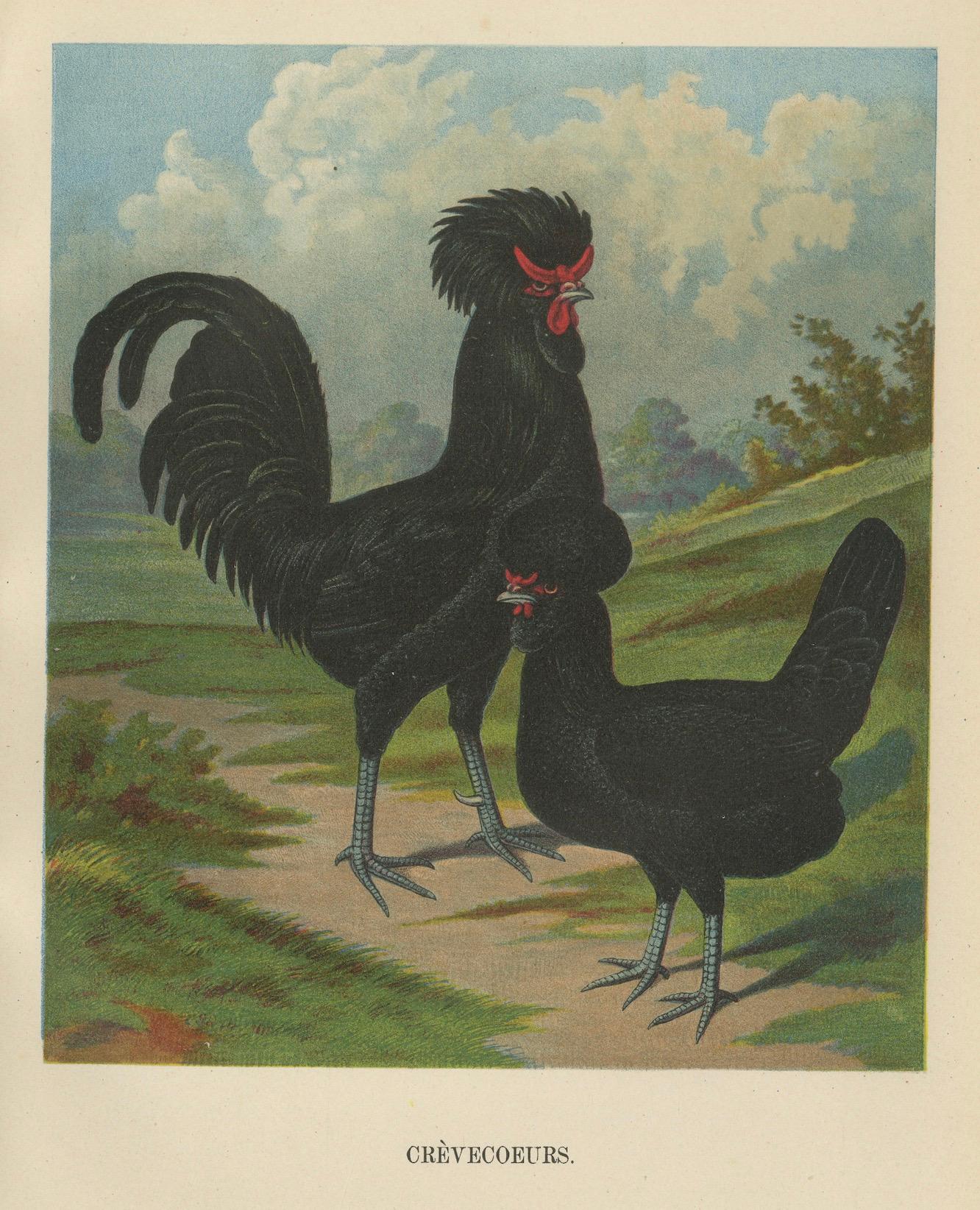 Late 19th Century The Majestic Crèvecœur - A Rare 19th Century Poultry Lithograph For Sale