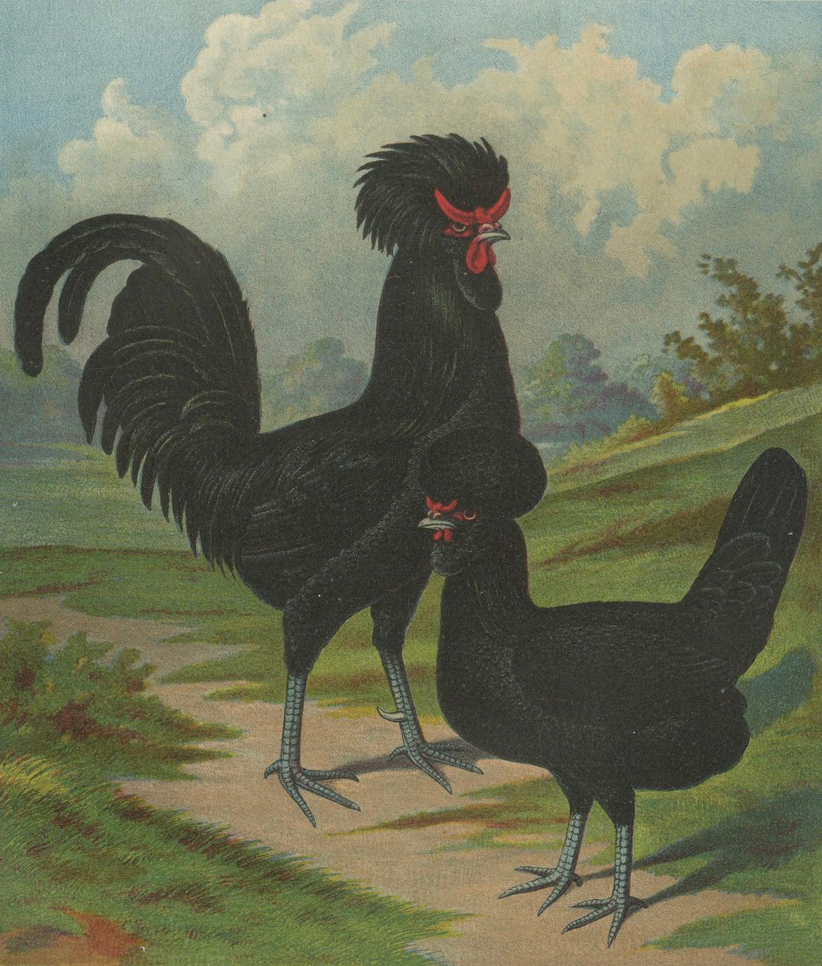 Paper The Majestic Crèvecœur - A Rare 19th Century Poultry Lithograph For Sale