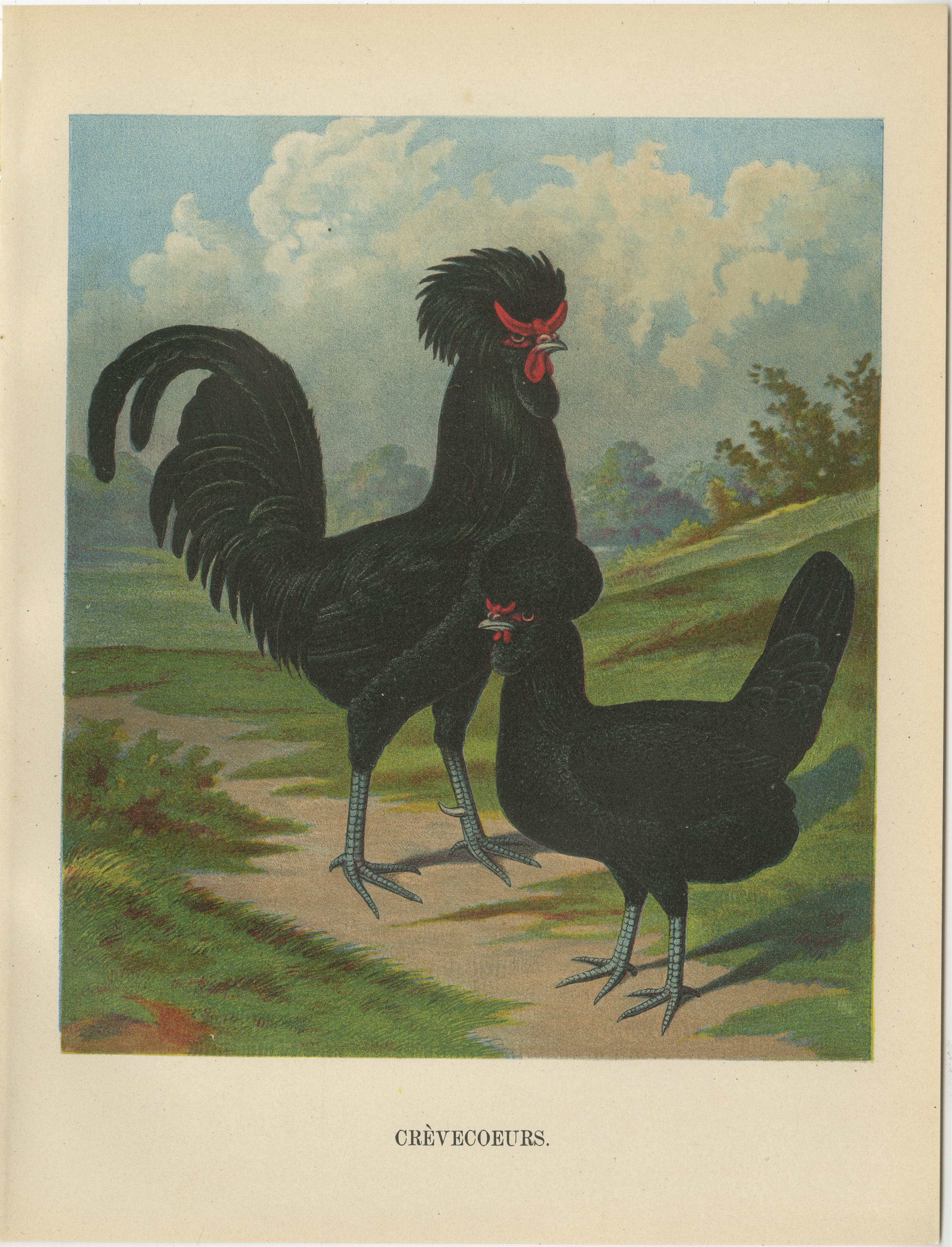 The Majestic Crèvecœur - A Rare 19th Century Poultry Lithograph For Sale 1