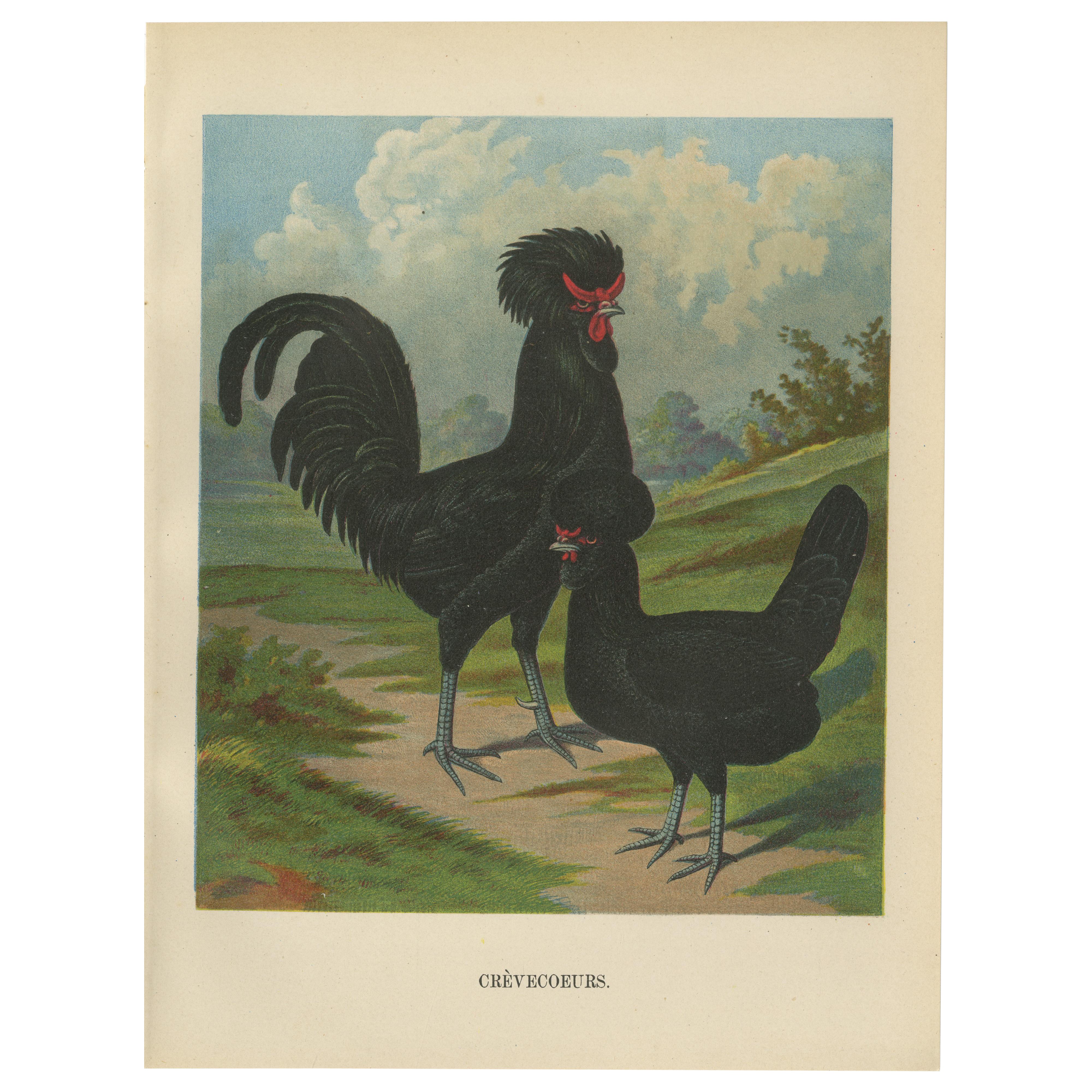 The Majestic Crèvecœur - A Rare 19th Century Poultry Lithograph