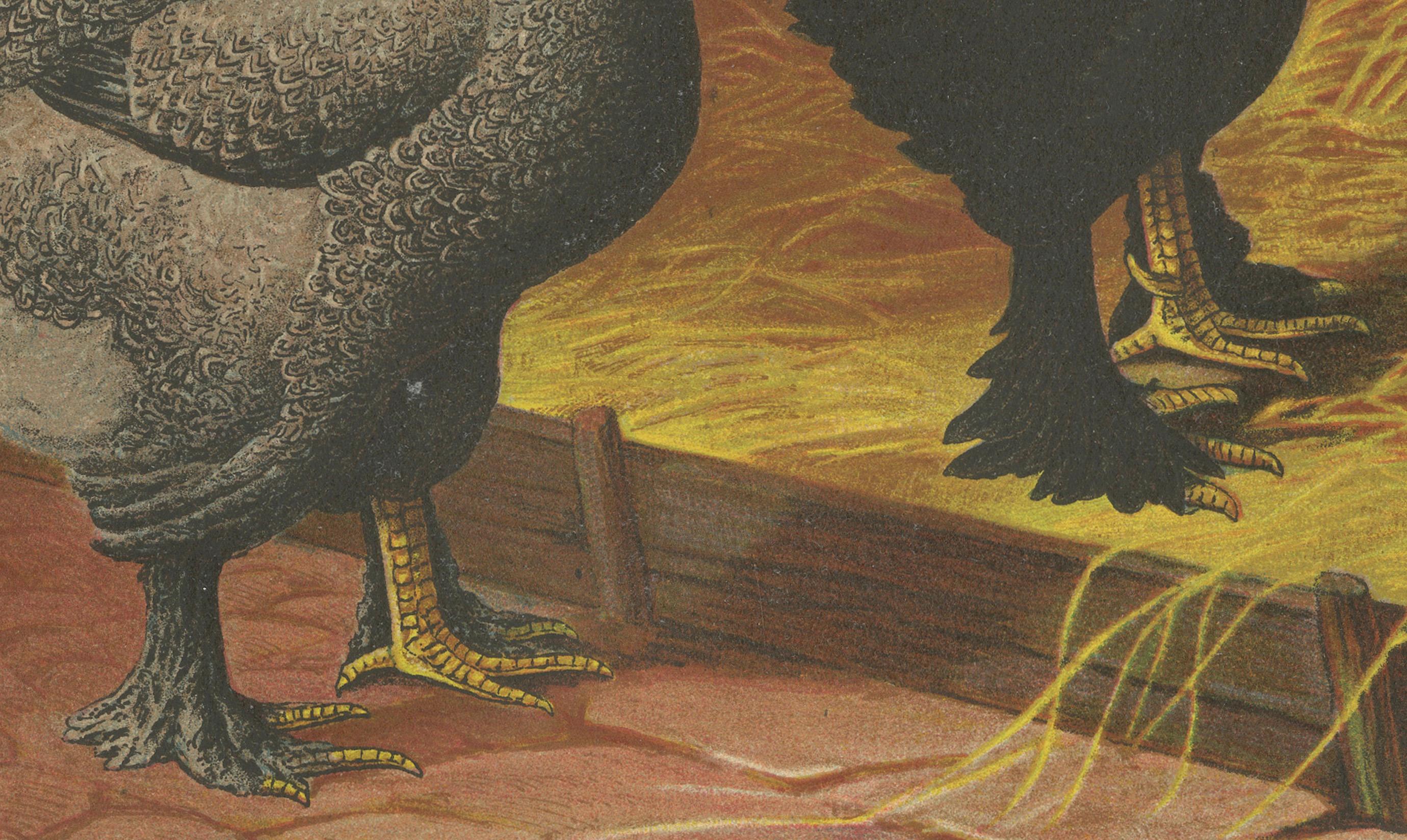 The Majestic Dark Brahma Rare lithographie du 19e siècle sur la volaille  

Cette remarquable chromolithographie du XIXe siècle présente un couple de poulets Dark Brahma, une race remarquable et noble réputée pour sa force, son élégance et ses