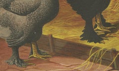 The Majestic Dark Brahma - A Rare 19th Century Poultry Lithograph, 1888