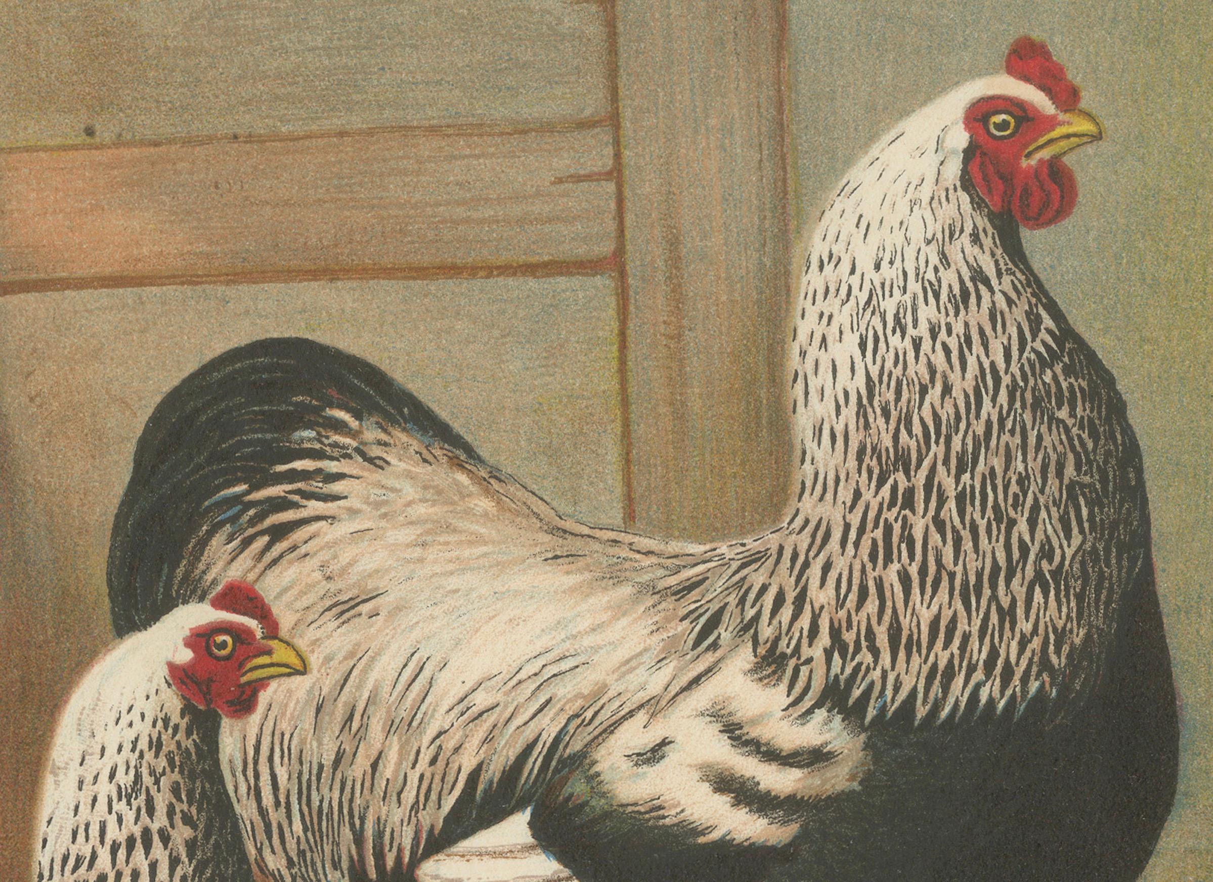 The Majestic Dark Brahma - A Rare 19th Century Poultry Lithograph, 1888 Bon état - En vente à Langweer, NL
