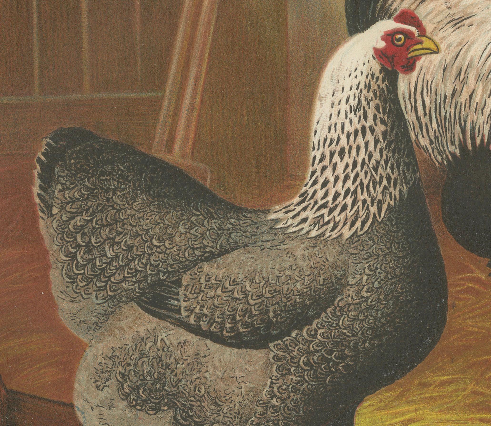 Fin du XIXe siècle The Majestic Dark Brahma - A Rare 19th Century Poultry Lithograph, 1888 en vente