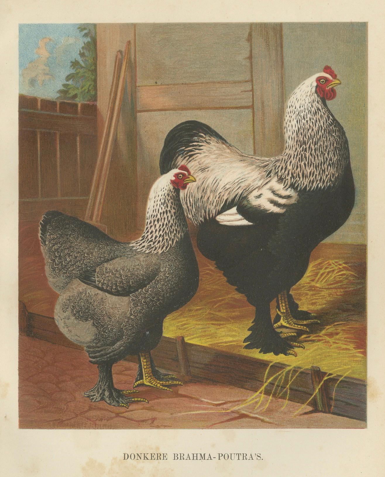 Papier The Majestic Dark Brahma - A Rare 19th Century Poultry Lithograph, 1888 en vente