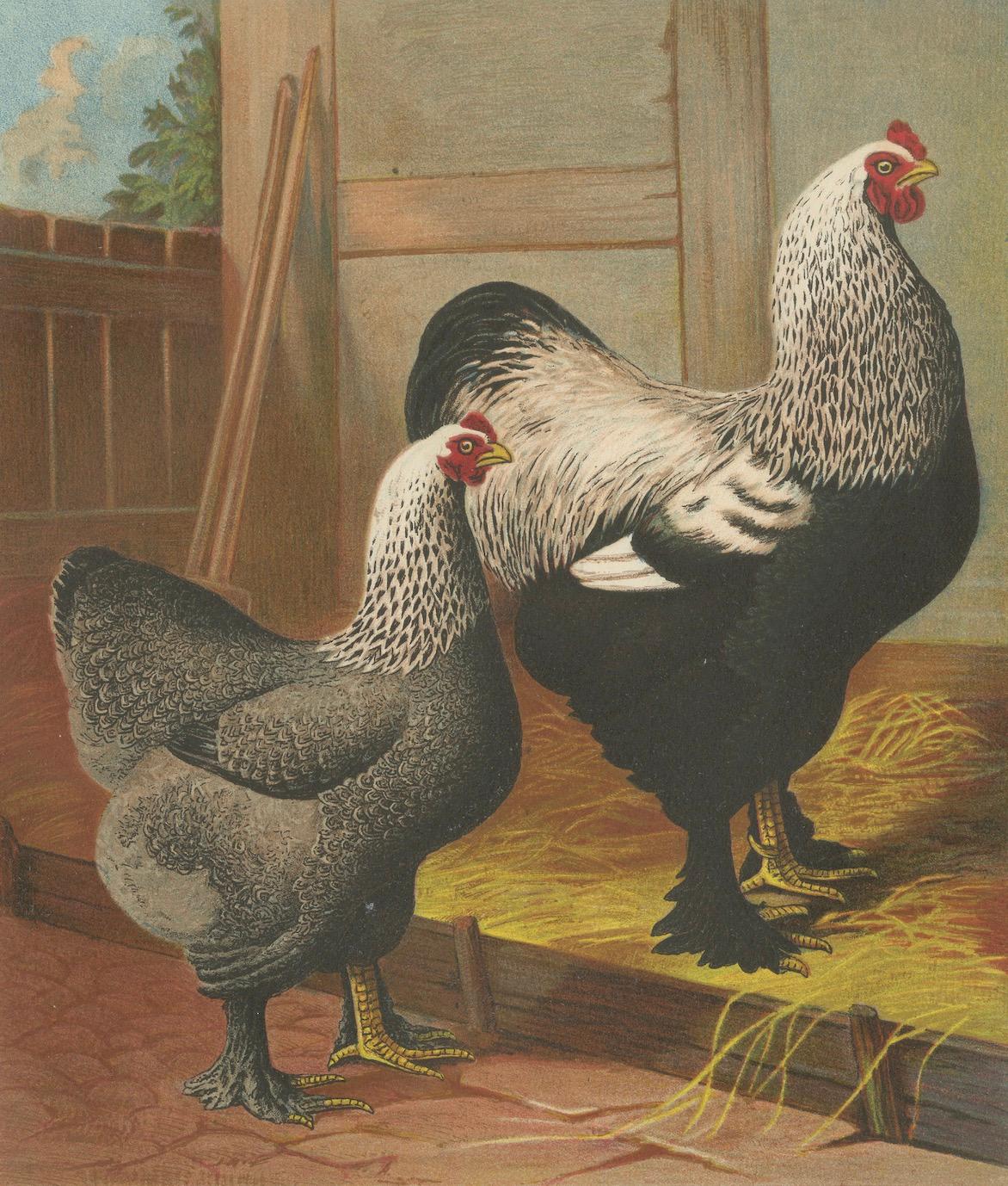 The Majestic Dark Brahma - A Rare 19th Century Poultry Lithograph, 1888 en vente 1