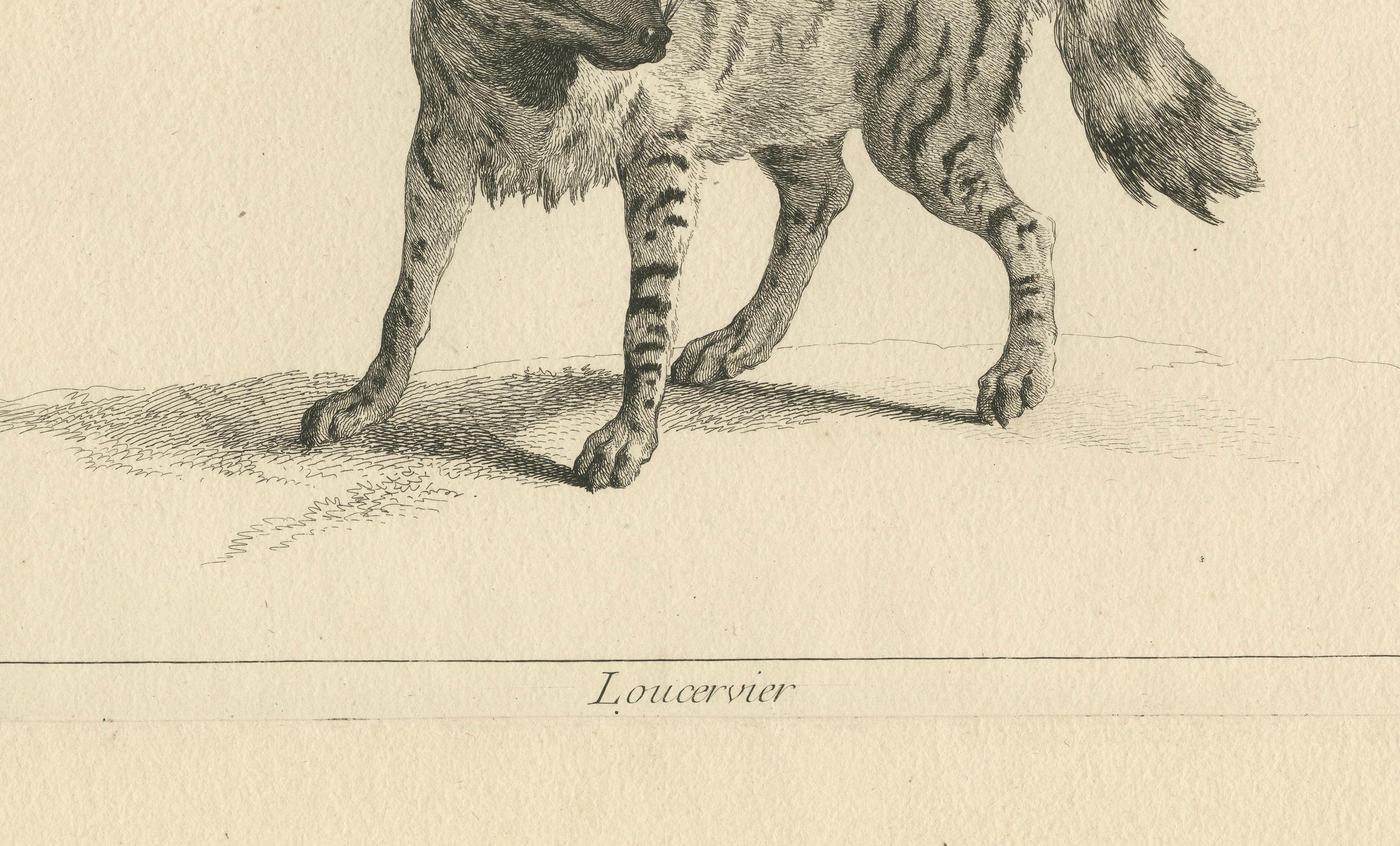 The Majestic Eurasian Lynx: Eine detaillierte Radierung - um 1740 (Graviert) im Angebot
