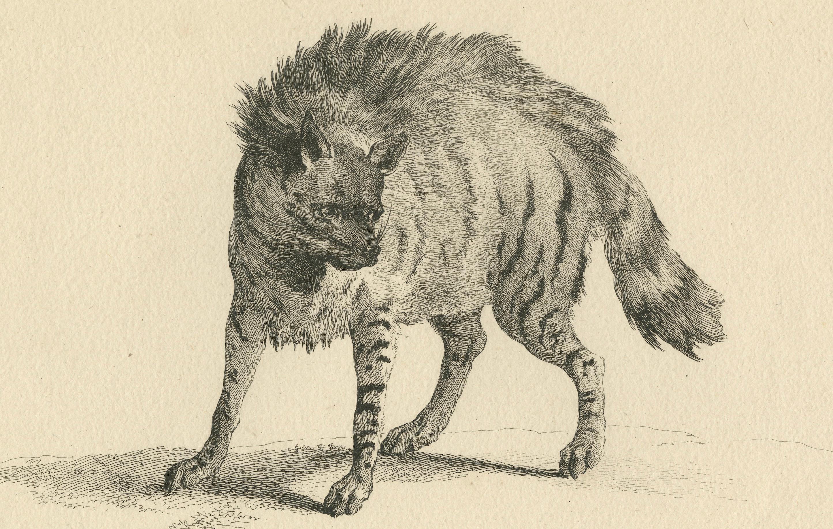 The Majestic Eurasian Lynx: Eine detaillierte Radierung - um 1740 (Mitte des 18. Jahrhunderts) im Angebot