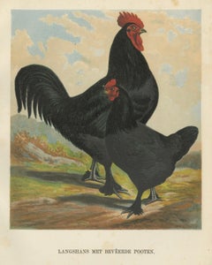 The Majestic Feathered Langshan - A Rare 19th Century Poultry Lithograph