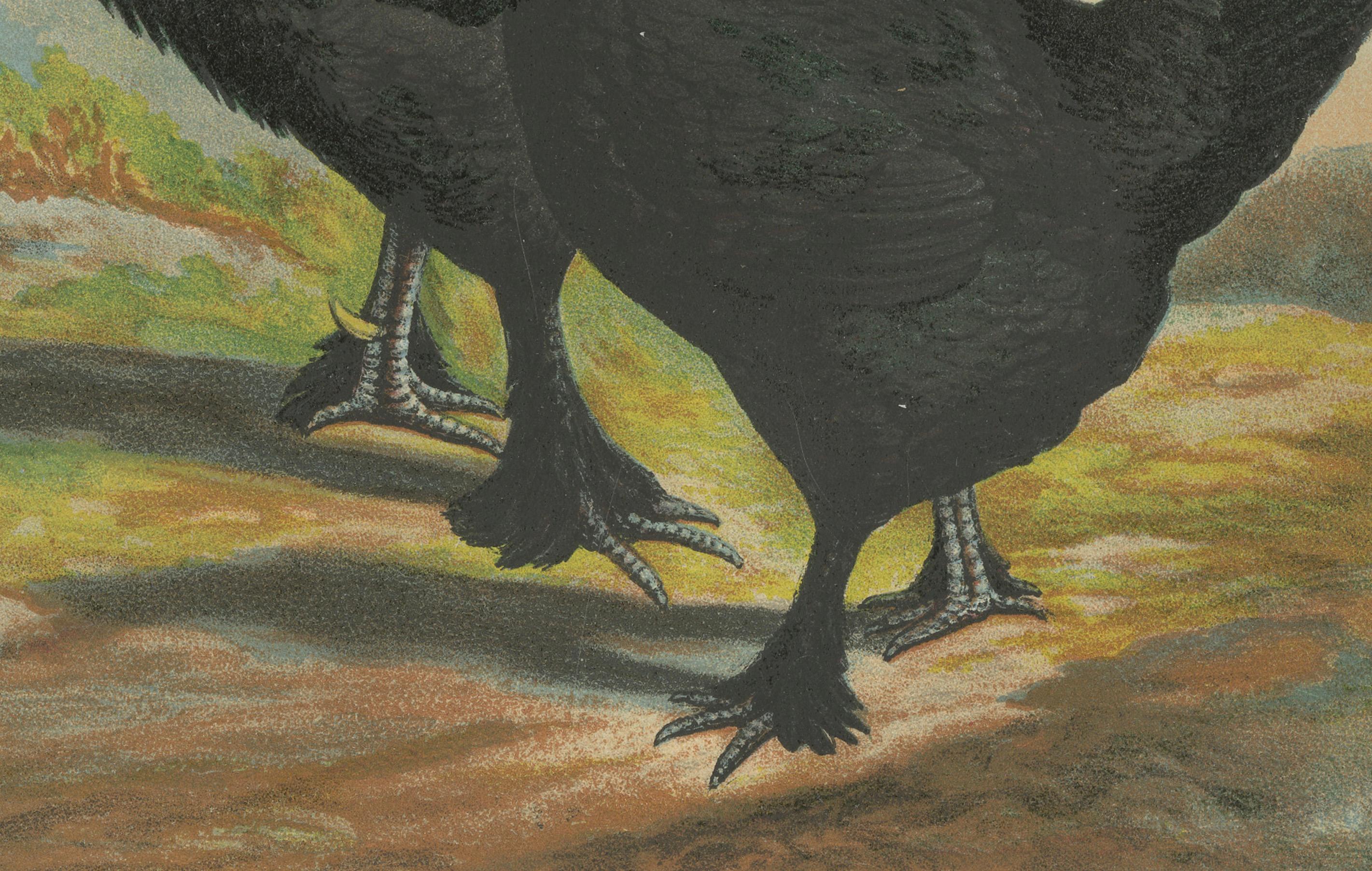 The Majestic Feathered Langshan - A Rare 19th Century Poultry Lithograph im Zustand „Gut“ im Angebot in Langweer, NL