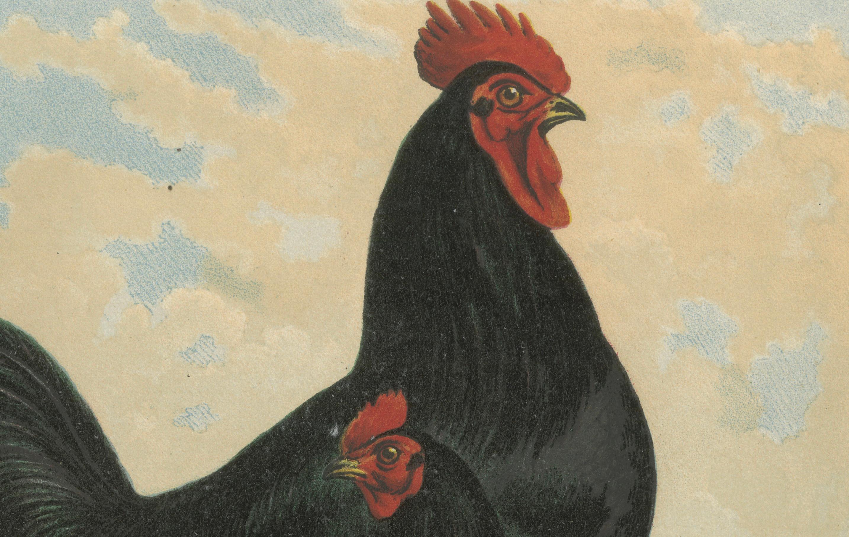 The Majestic Feathered Langshan - A Rare 19th Century Poultry Lithograph (Spätes 19. Jahrhundert) im Angebot
