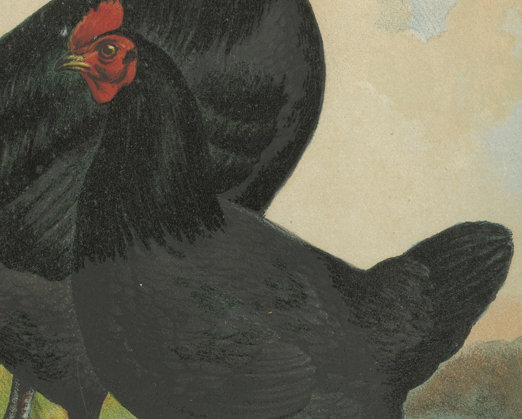 The Majestic Feathered Langshan - A Rare 19th Century Poultry Lithograph (Papier) im Angebot