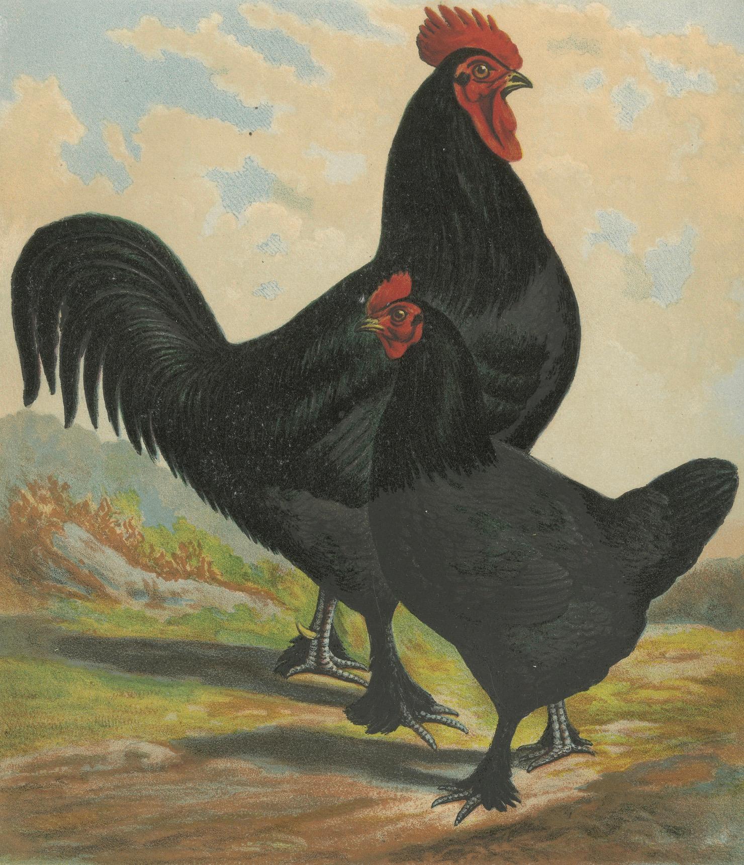 The Majestic Feathered Langshan - A Rare 19th Century Poultry Lithograph im Angebot 1