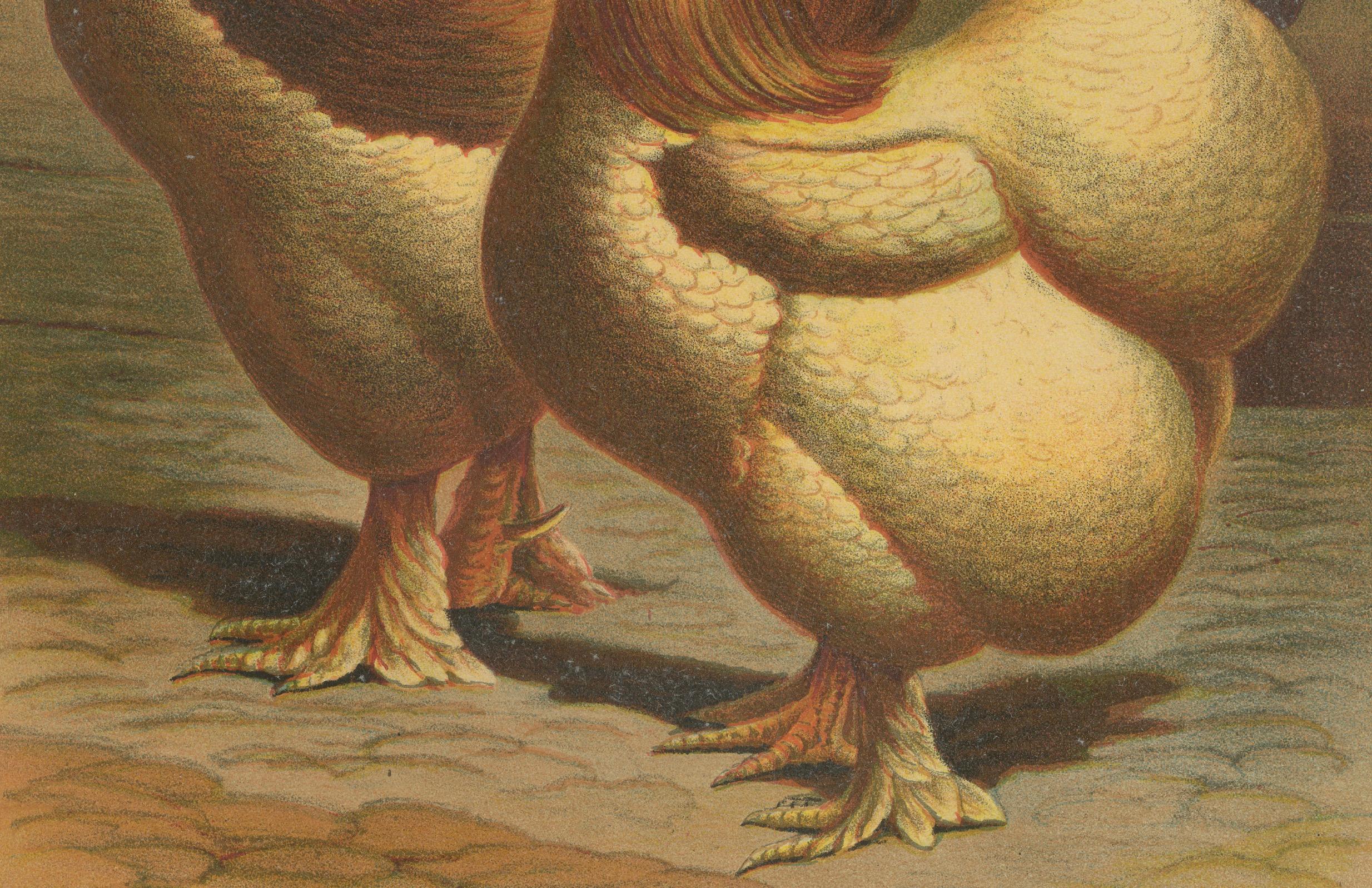 The Majestic Golden Cochinchina A Rare 19th Century Poultry Lithograph  

This exquisite 19th century chromolithograph features a pair of Golden Cochinchina chickens, an esteemed breed known for its impressive size, elegant feathering, and docile