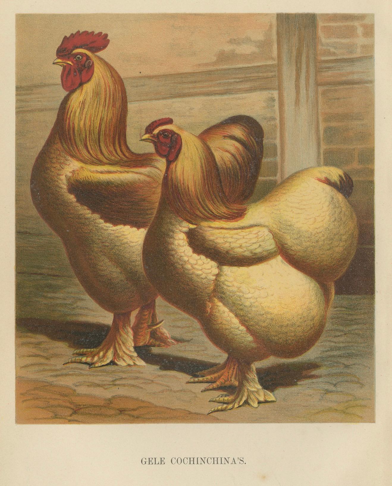The Majestic Golden Cochinchina: A Rare 19th-Century Poultry Lithograph In Good Condition For Sale In Langweer, NL