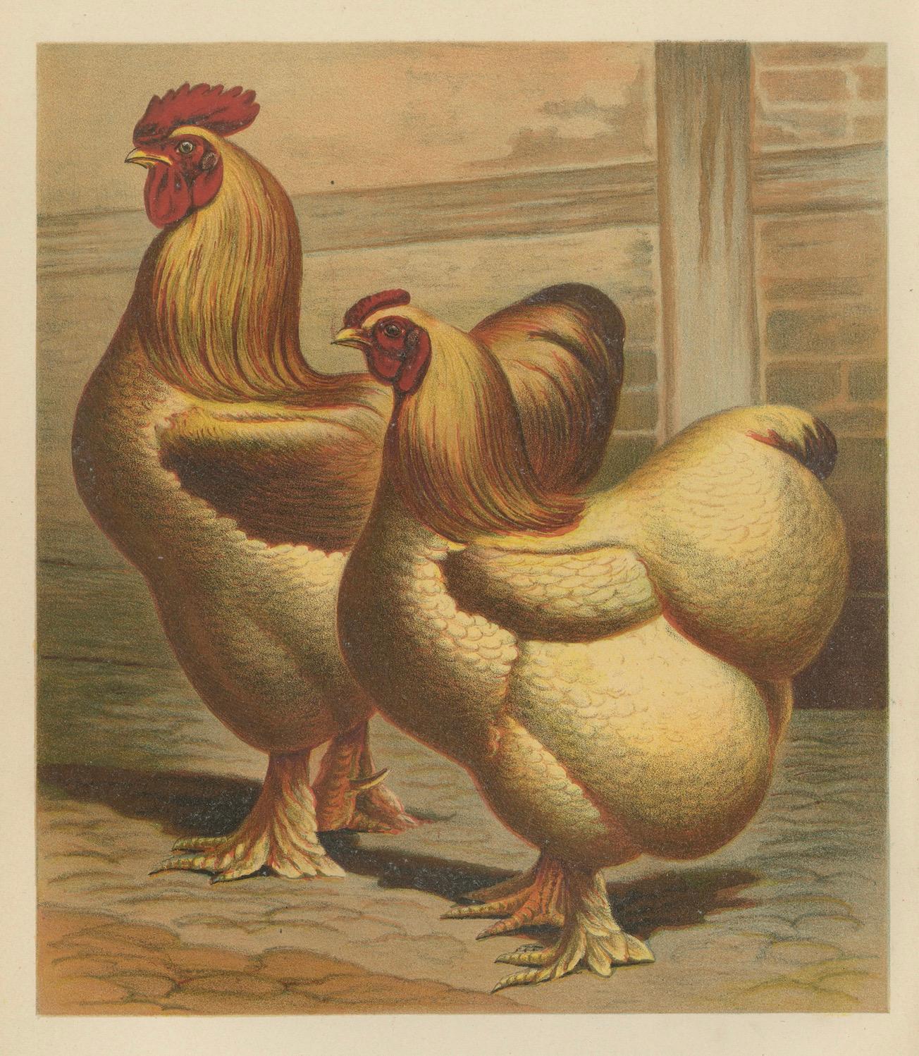Late 19th Century The Majestic Golden Cochinchina: A Rare 19th-Century Poultry Lithograph For Sale