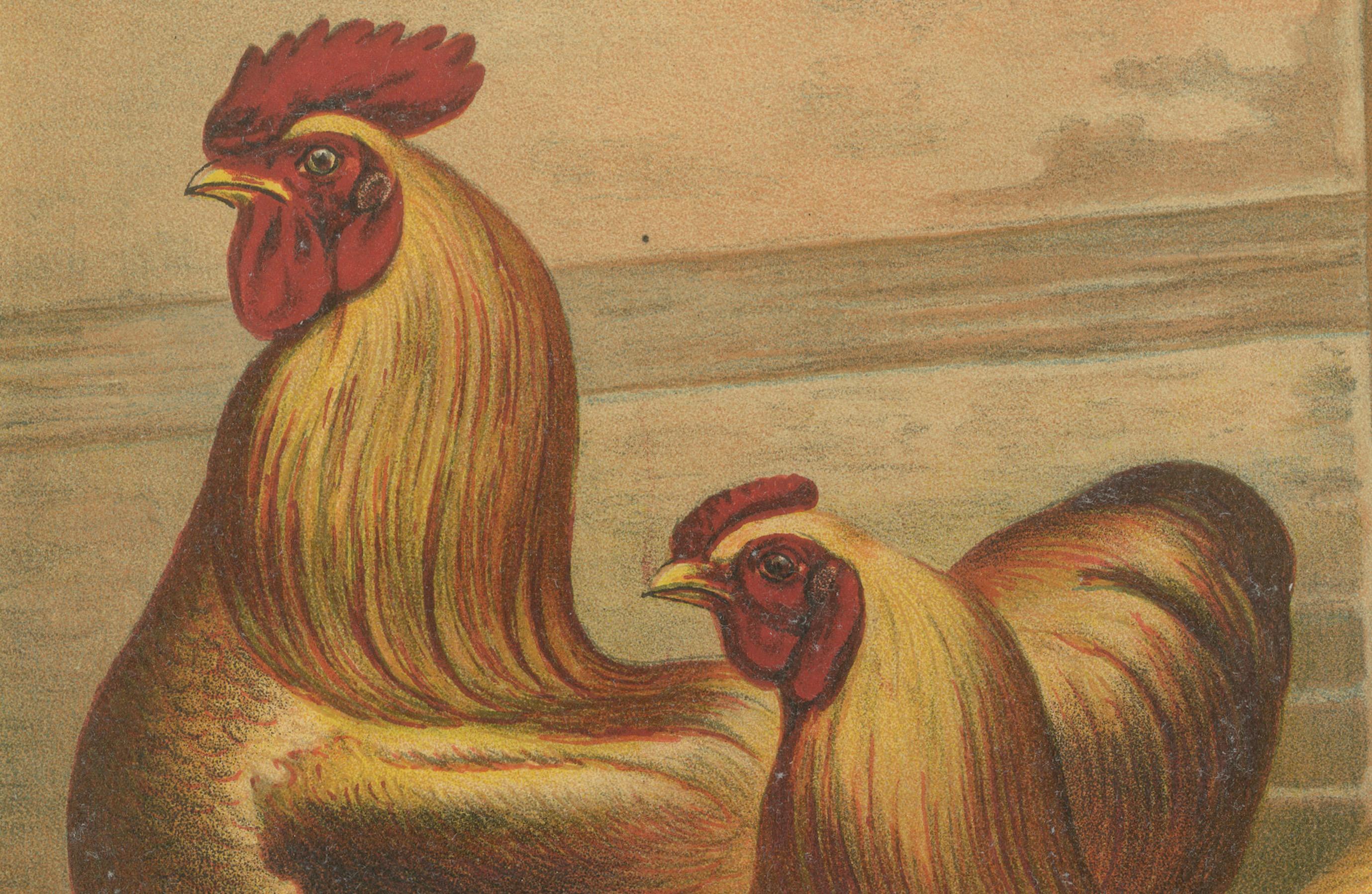 Paper The Majestic Golden Cochinchina: A Rare 19th-Century Poultry Lithograph For Sale