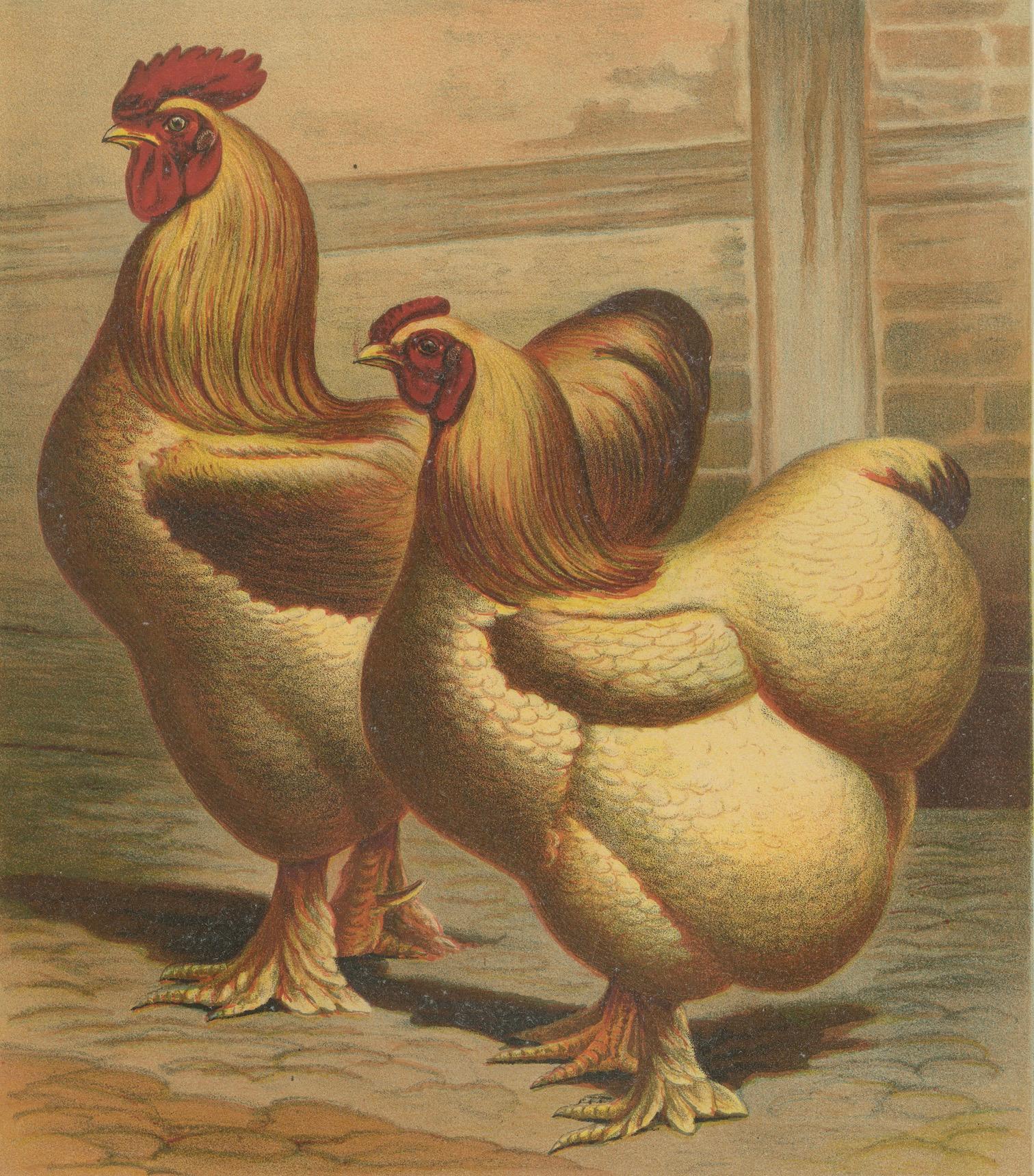 The Majestic Golden Cochinchina: A Rare 19th-Century Poultry Lithograph For Sale 1