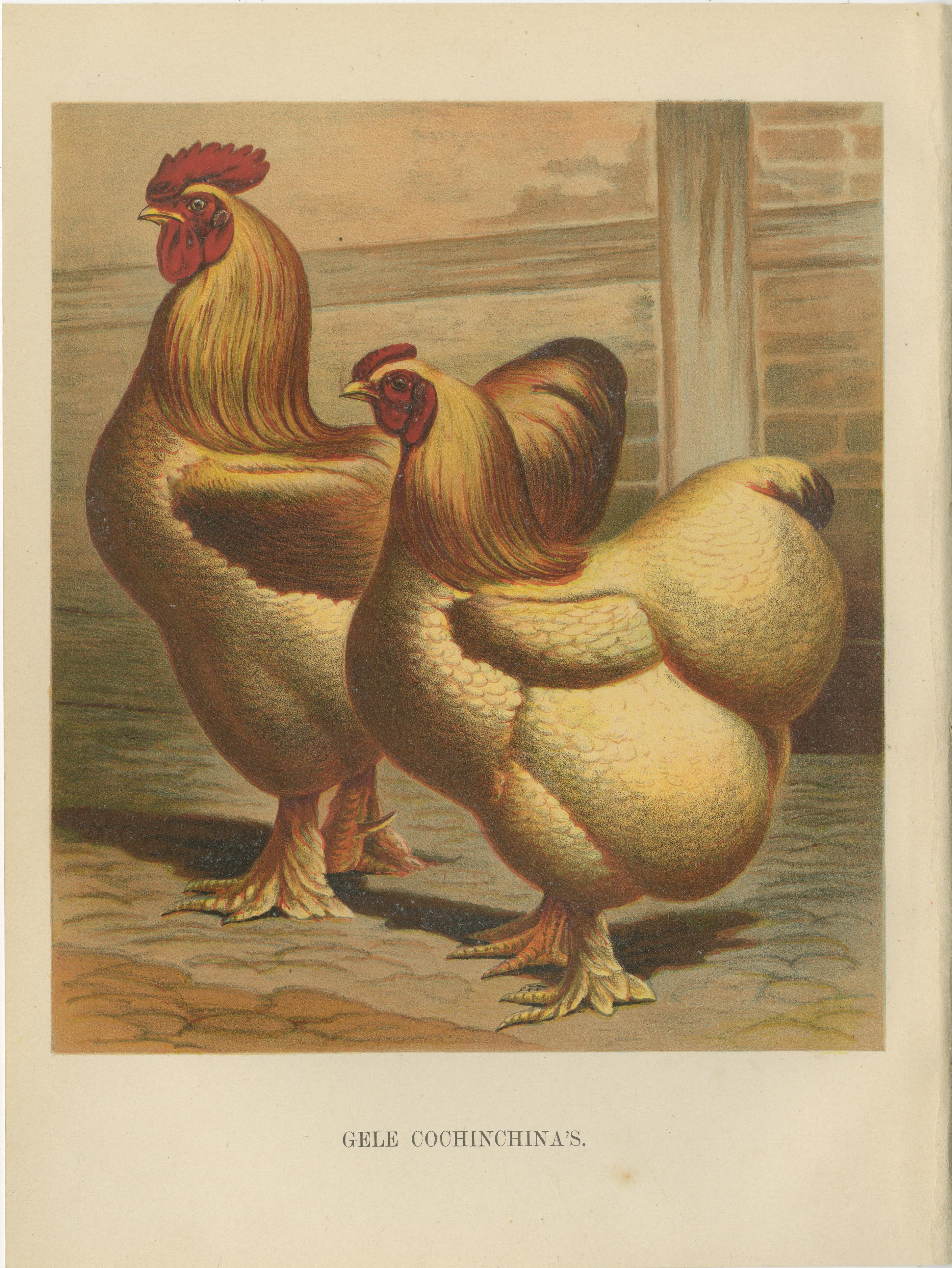 The Majestic Golden Cochinchina: A Rare 19th-Century Poultry Lithograph For Sale 2
