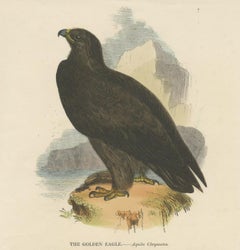 The Majestic Golden Eagle, Antique Wood Engraving, circa 1860