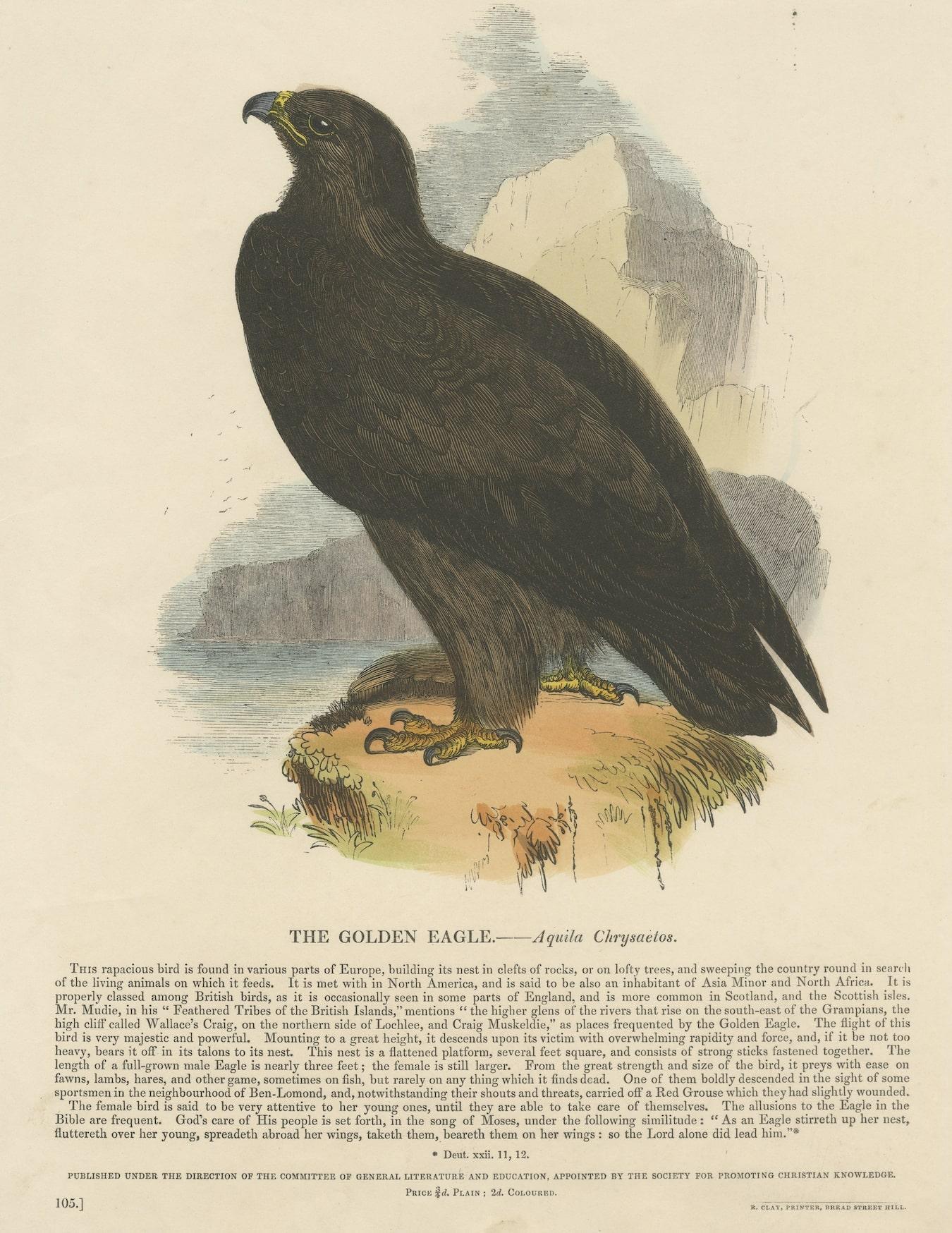 The Majestic Golden Eagle, Antique Wood Engraving, circa 1860 In Good Condition For Sale In Langweer, NL