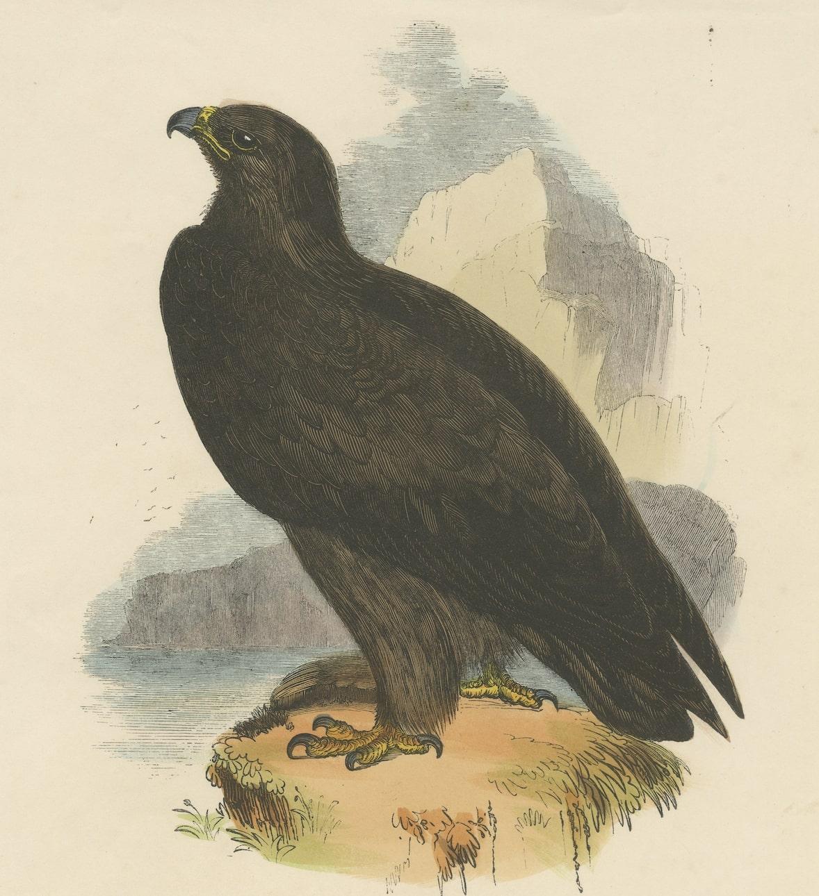 Mid-19th Century The Majestic Golden Eagle, Antique Wood Engraving, circa 1860 For Sale