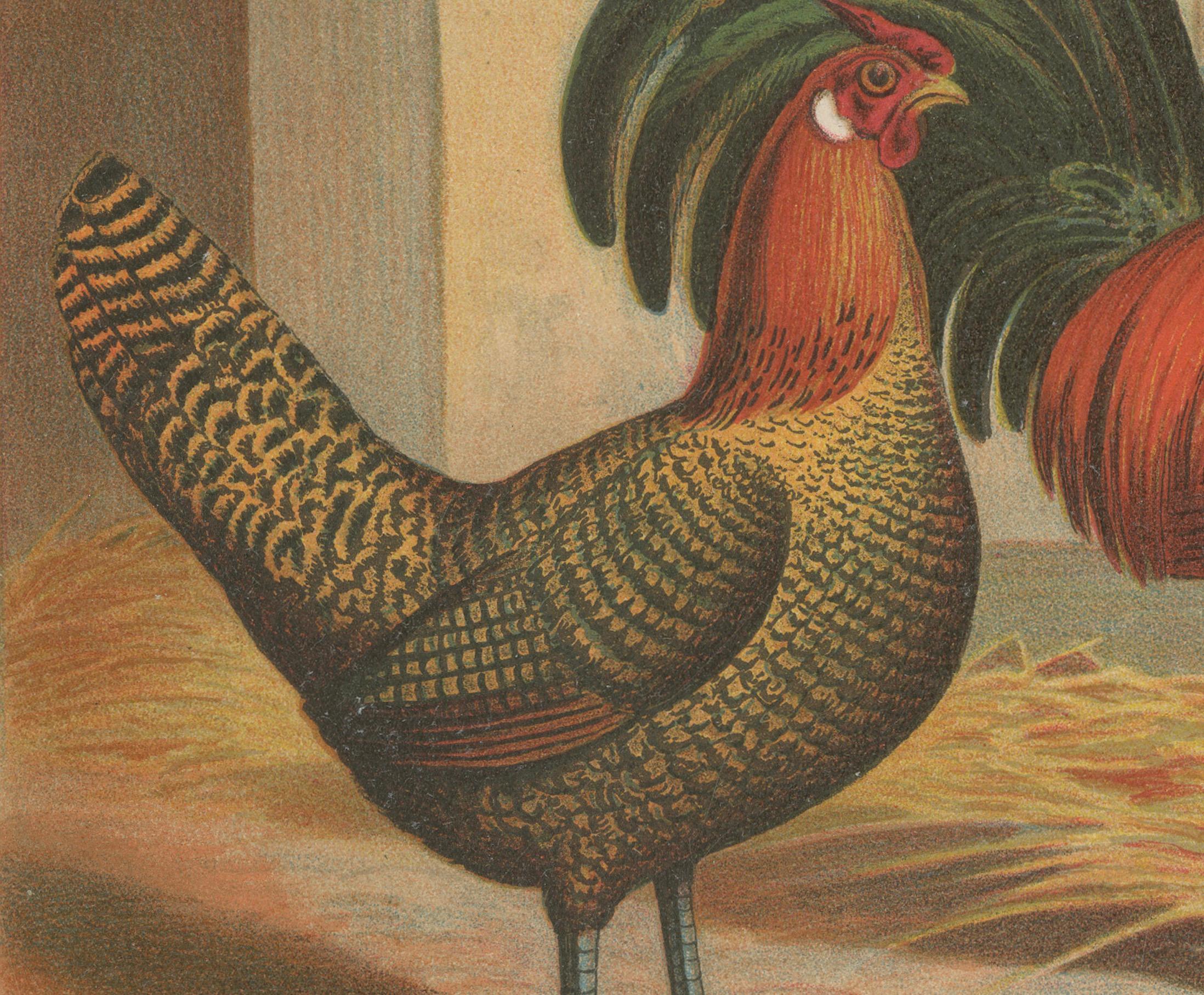 The Majestic Golden Penciled Chicken A Rare 19th Century Poultry Lithograph  

This exquisite 19th century chromolithograph features a pair of Golden Penciled chickens, a breed known for its striking feather pattern, refined body shape, and graceful