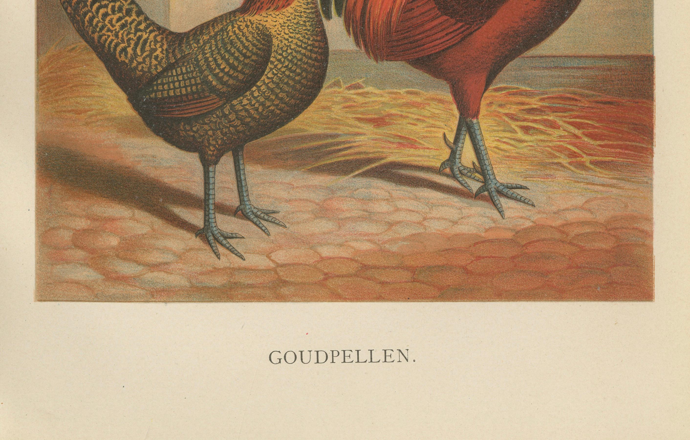 Late 19th Century The Majestic Golden Penciled Chicken - A Rare 19th Century Poultry Lithograph For Sale