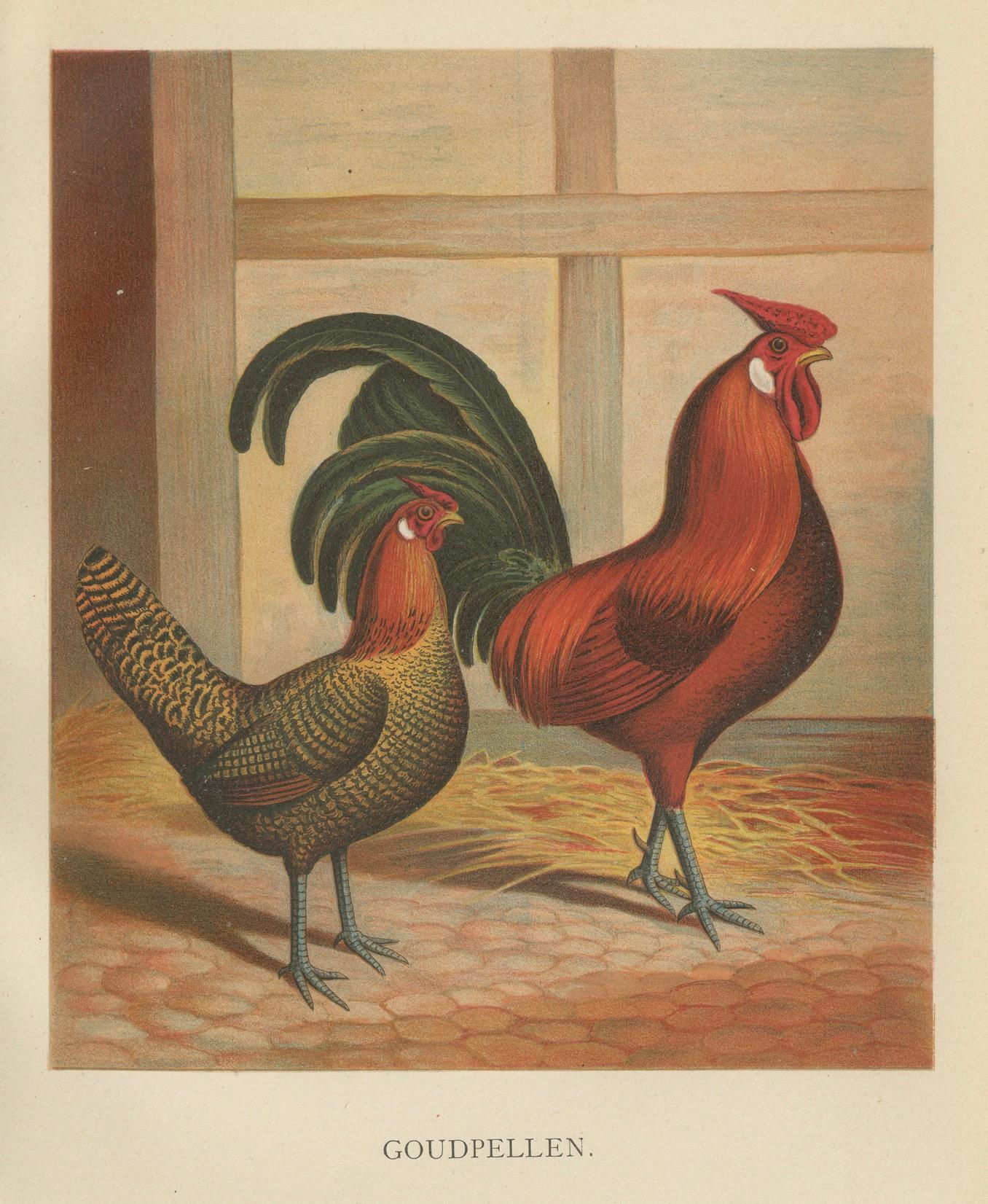 The Majestic Golden Penciled Chicken - A Rare 19th Century Poultry Lithograph For Sale 1