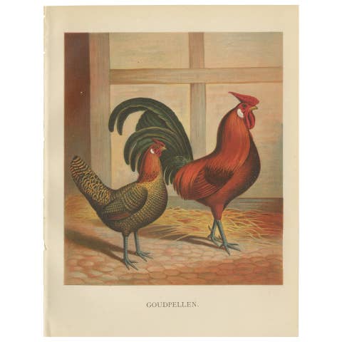 The Majestic Golden Penciled Chicken - A Rare 19th Century Poultry Lithograph