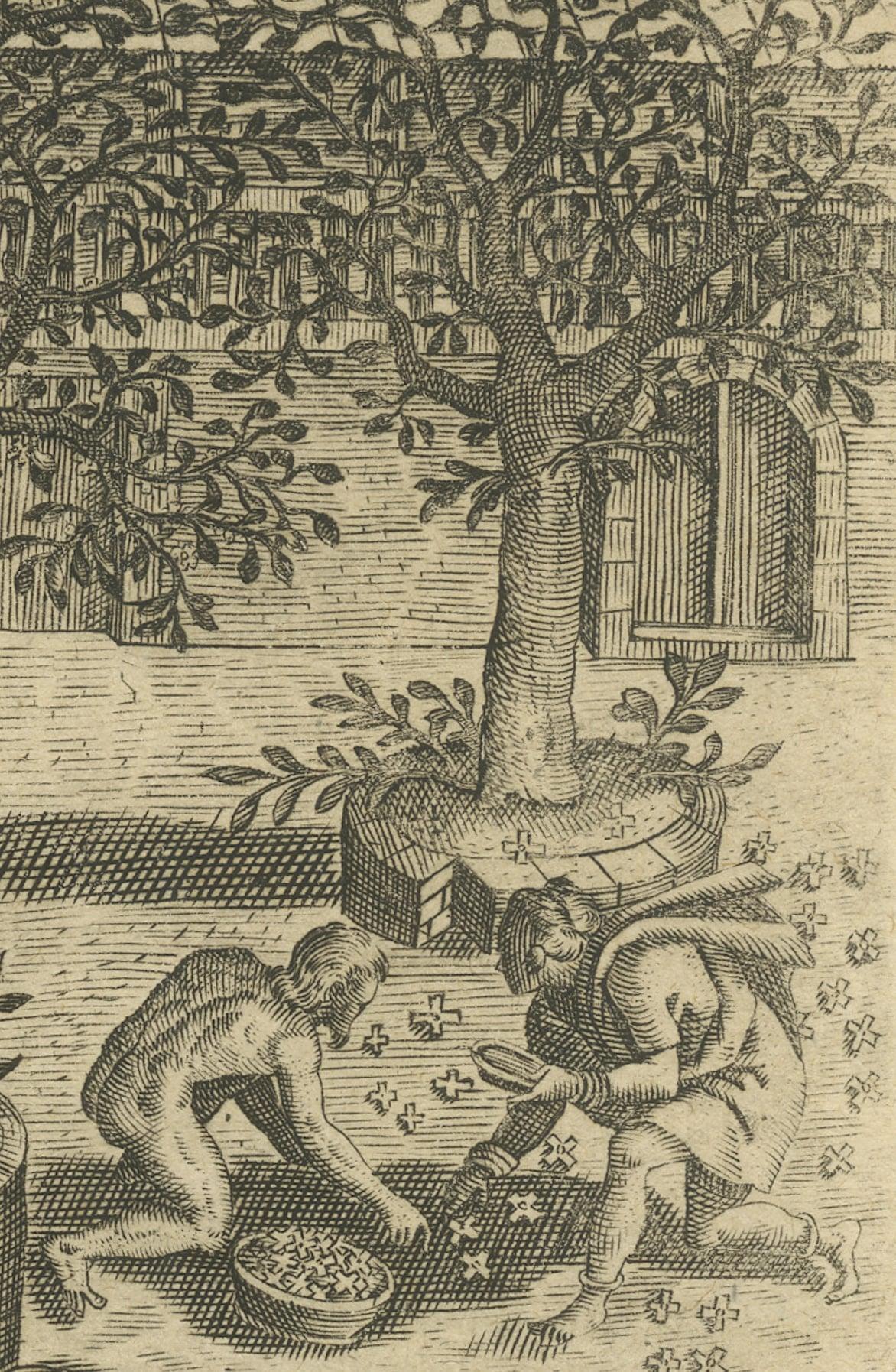 Papier The Melancholy Tree of the East : une gravure de Bry 1601 d'Indiae Orientalis en vente