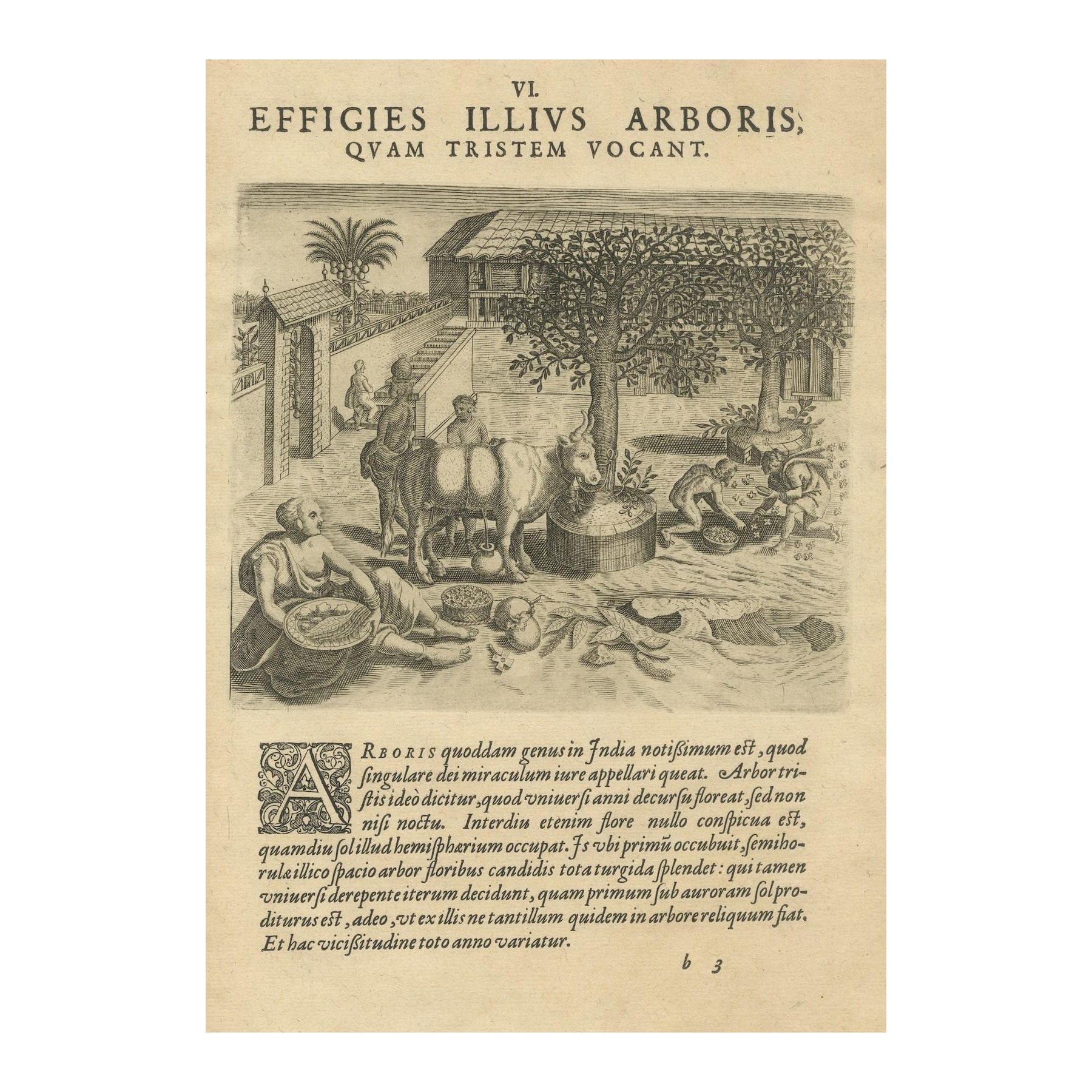 The Melancholy Tree of the East: A 1601 de Bry Engraving from 'Indiae Orientalis
