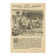 The Melancholy Tree of the East: A 1601 de Bry Engraving from 'Indiae Orientalis