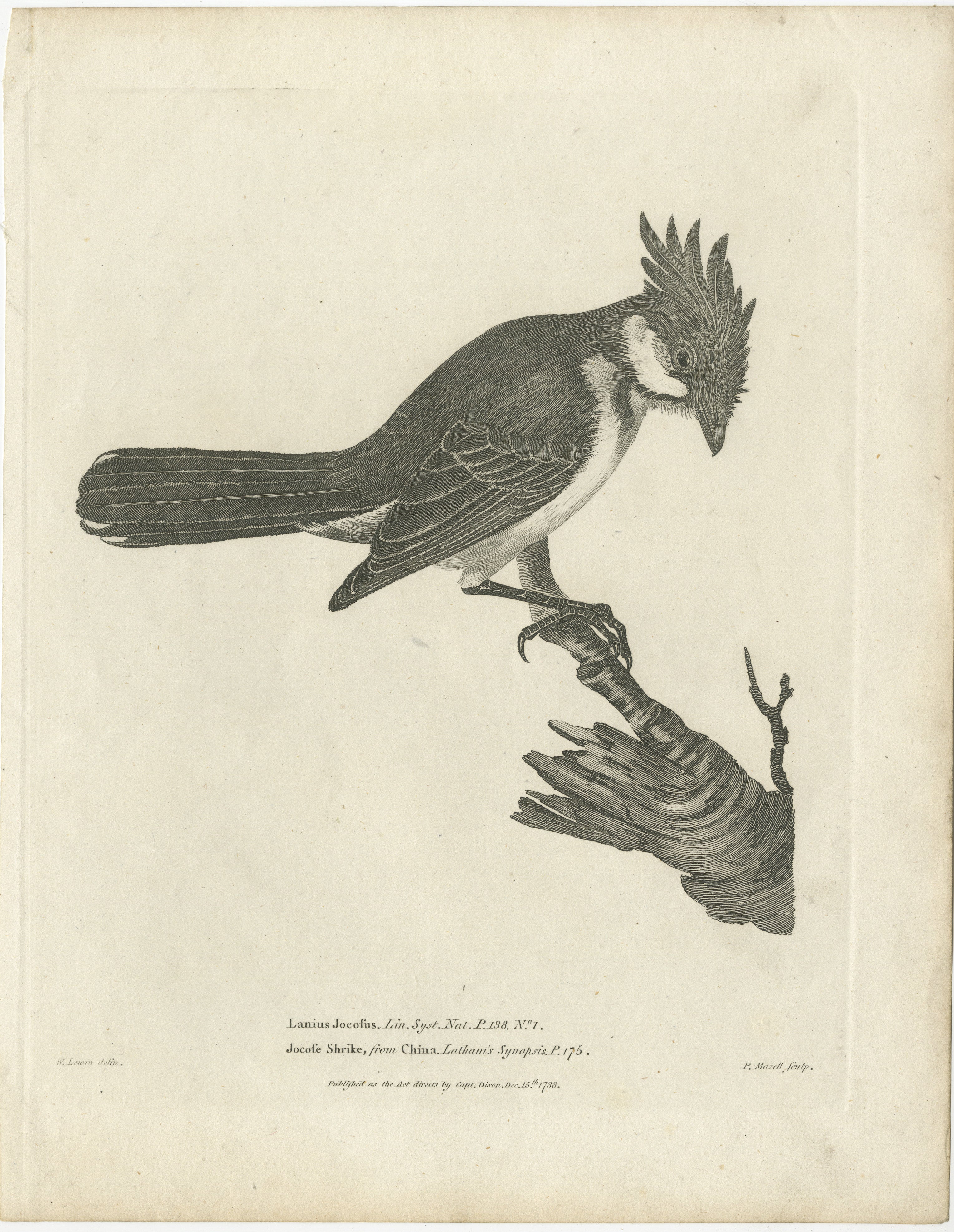 An old engraving depicting the red-whiskered bulbul, also known by the scientific name Pycnonotus Jocosus. This bird species, native to Asia, is renowned for its distinctive appearance and has been mentioned in various scientific works dating back