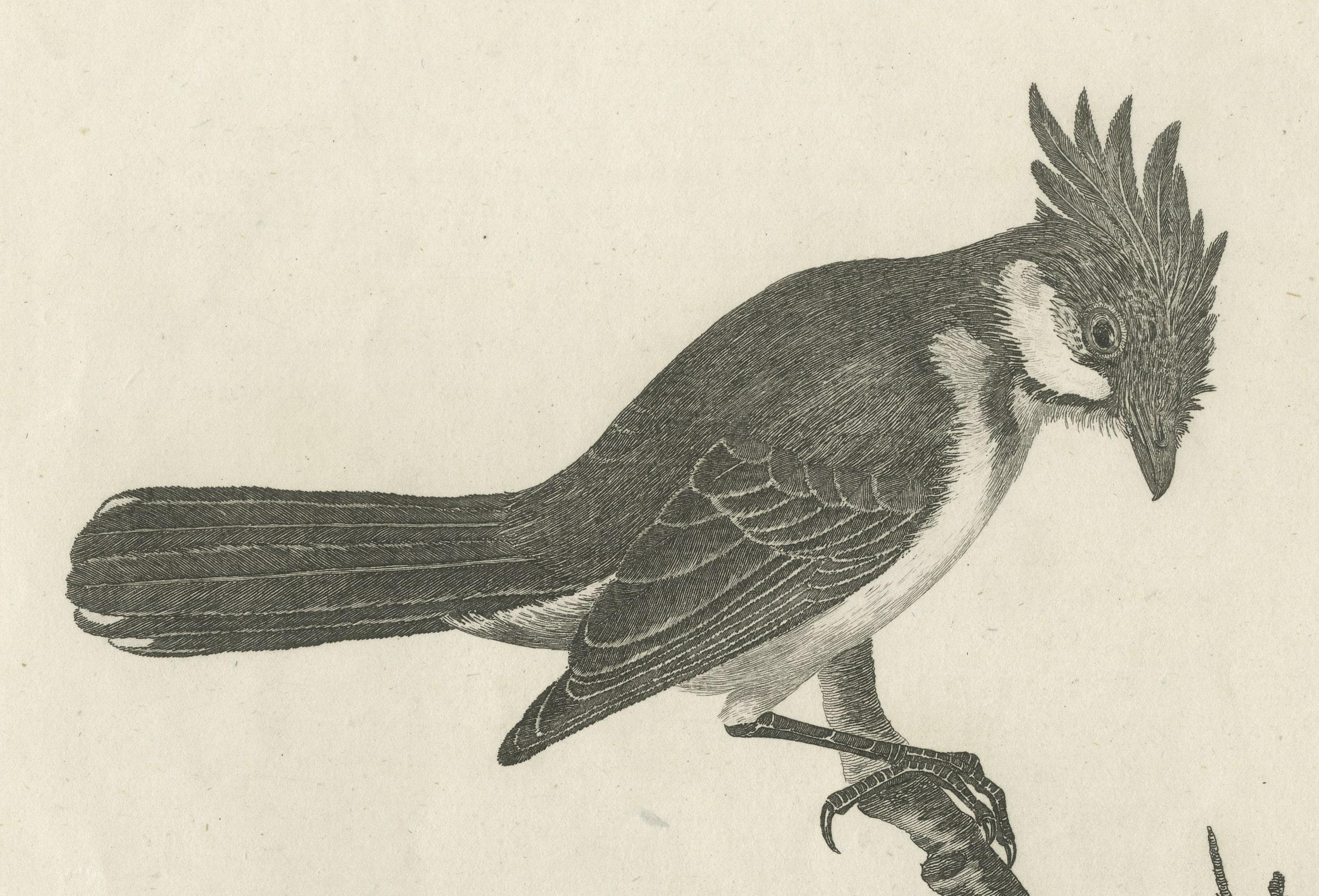 The Merry Minstrel of the Tropics: The Red-Whiskered Bulbul, eingraviert 1788 (Graviert) im Angebot
