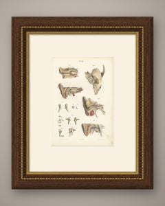 The Middle Ear and the Ossicles, Antique Hirschfeld Anatomy Print, 1866