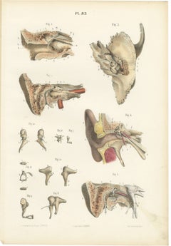 The Middle Ear and the Ossicles, Antique Hirschfeld Anatomy Print, 1866